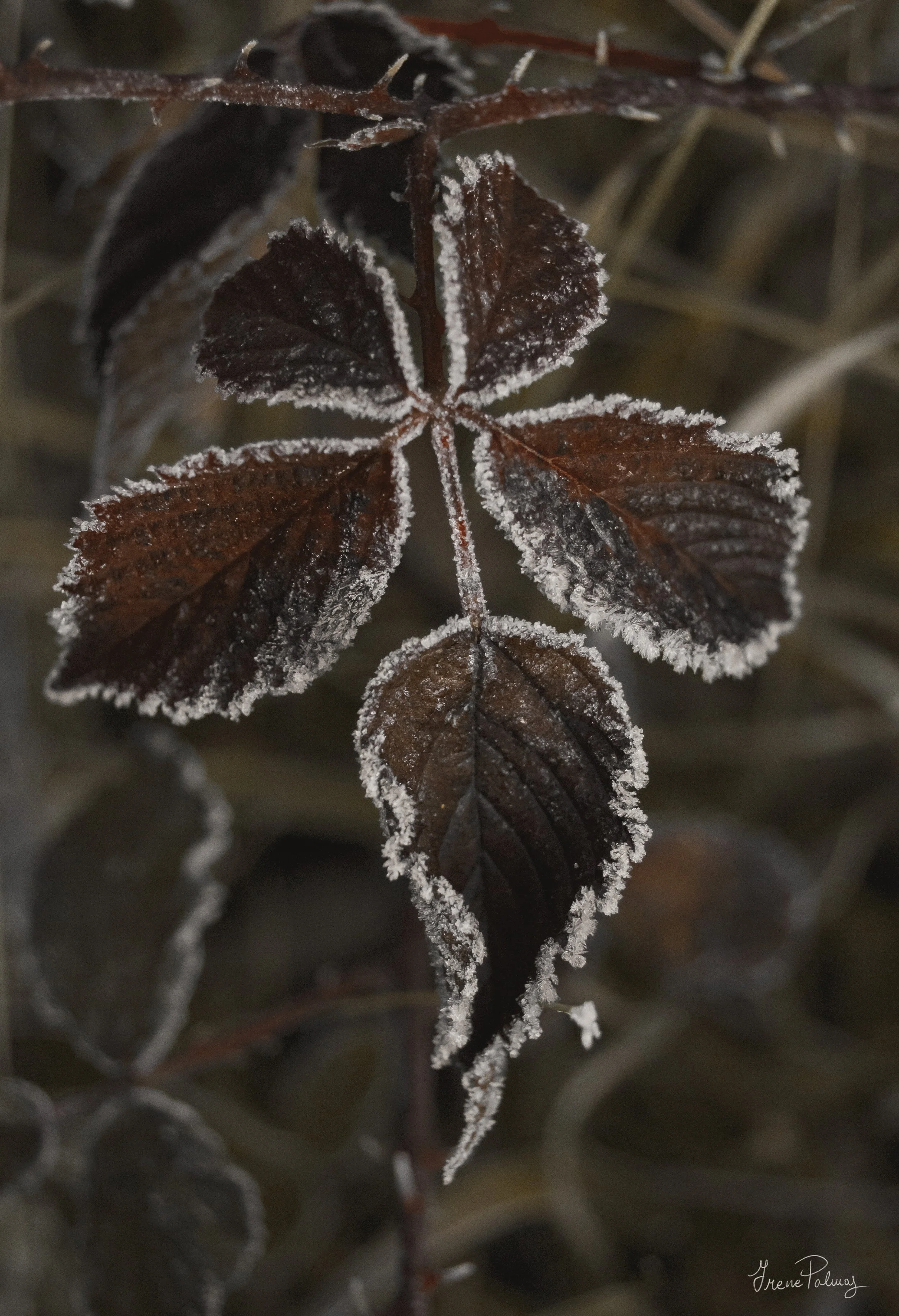 "Winter in the New Forest II"