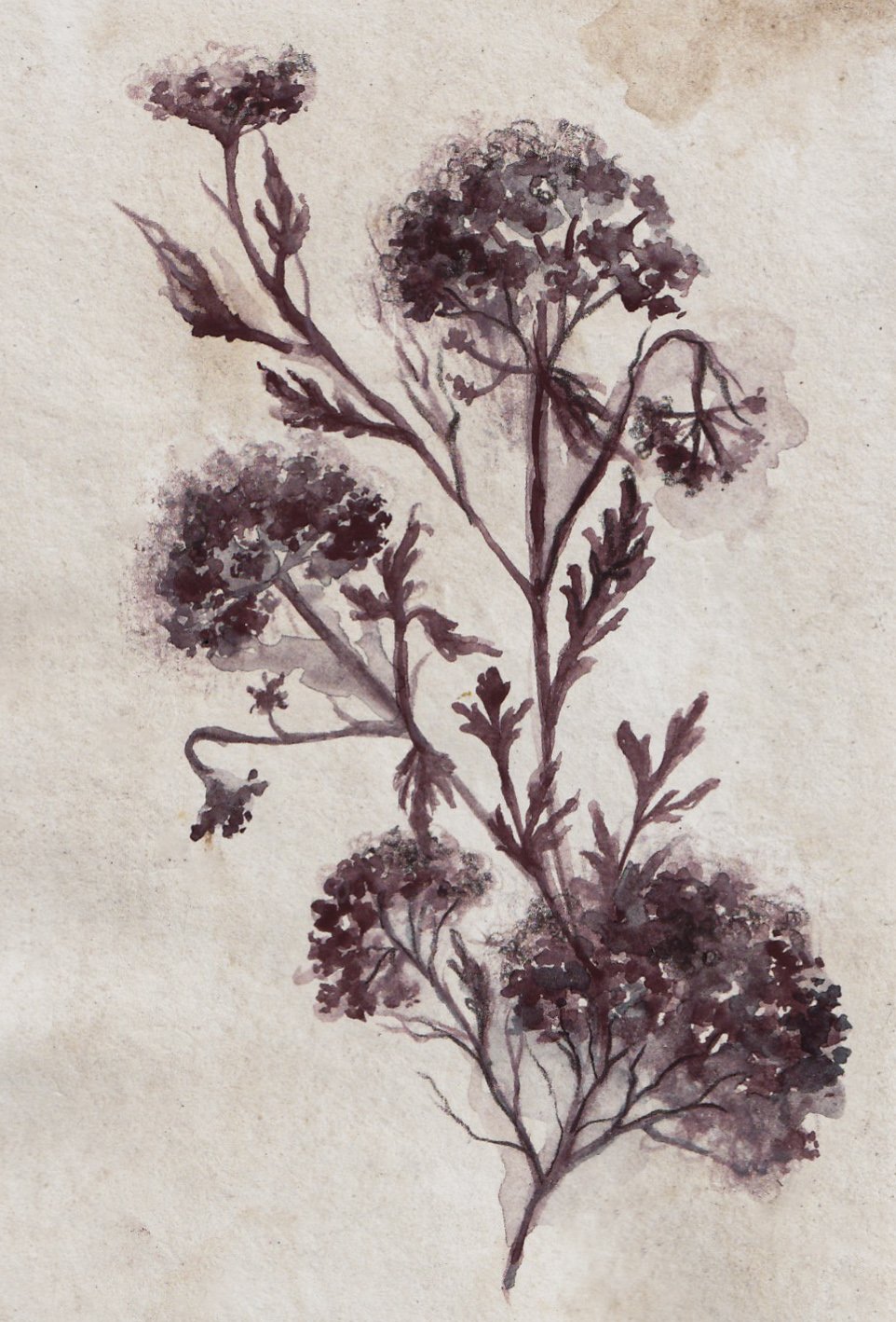 A watercolour painting of a flowering plant with multiple small clusters of flowers and elongated leaves. Main colour: Caput Mortuum (a dark reddish purple). Muted, moody, witchy vibes.