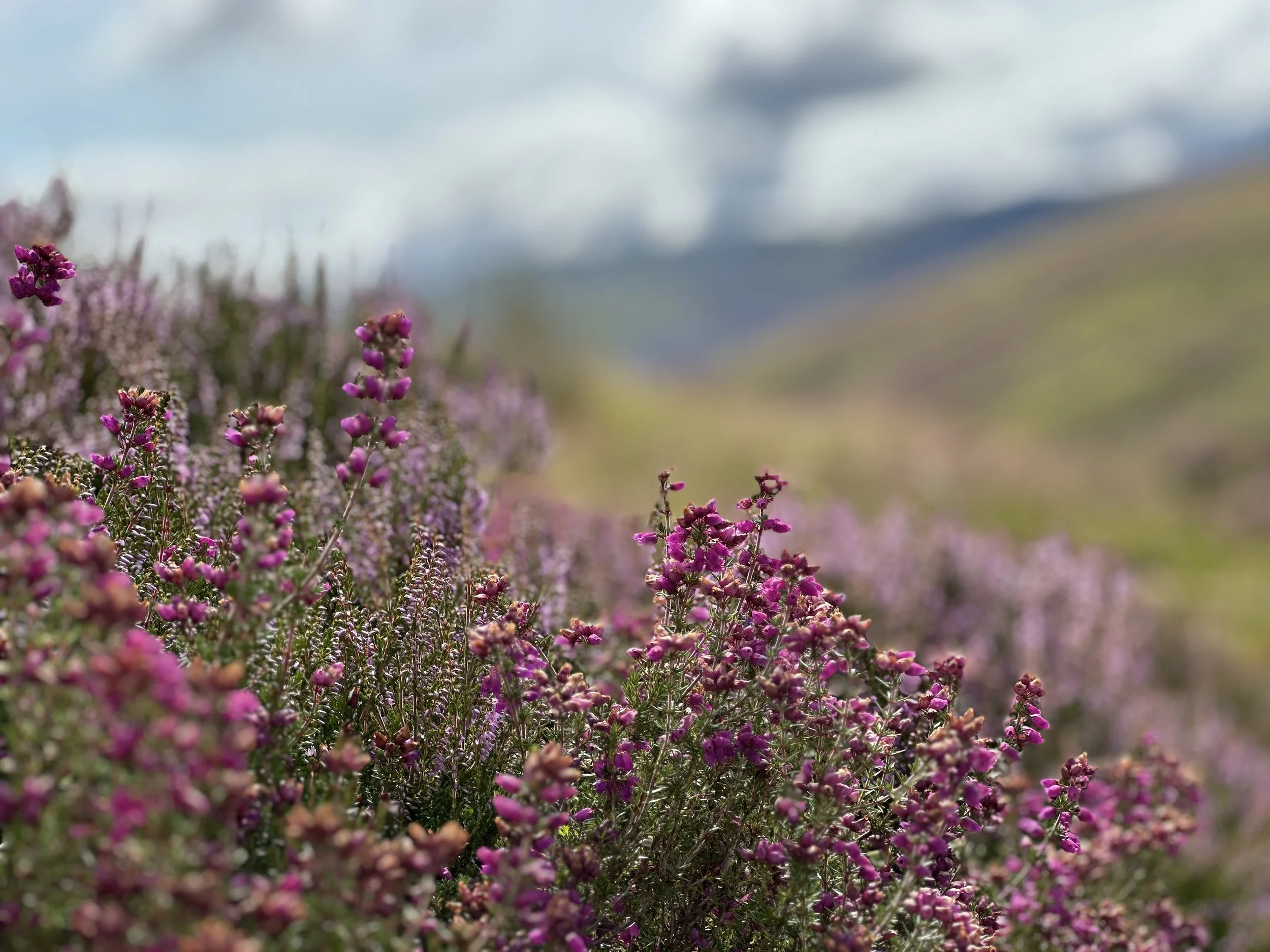 Spring Networking Brunch in Edinburgh – Celebrating Our Unique Uplands