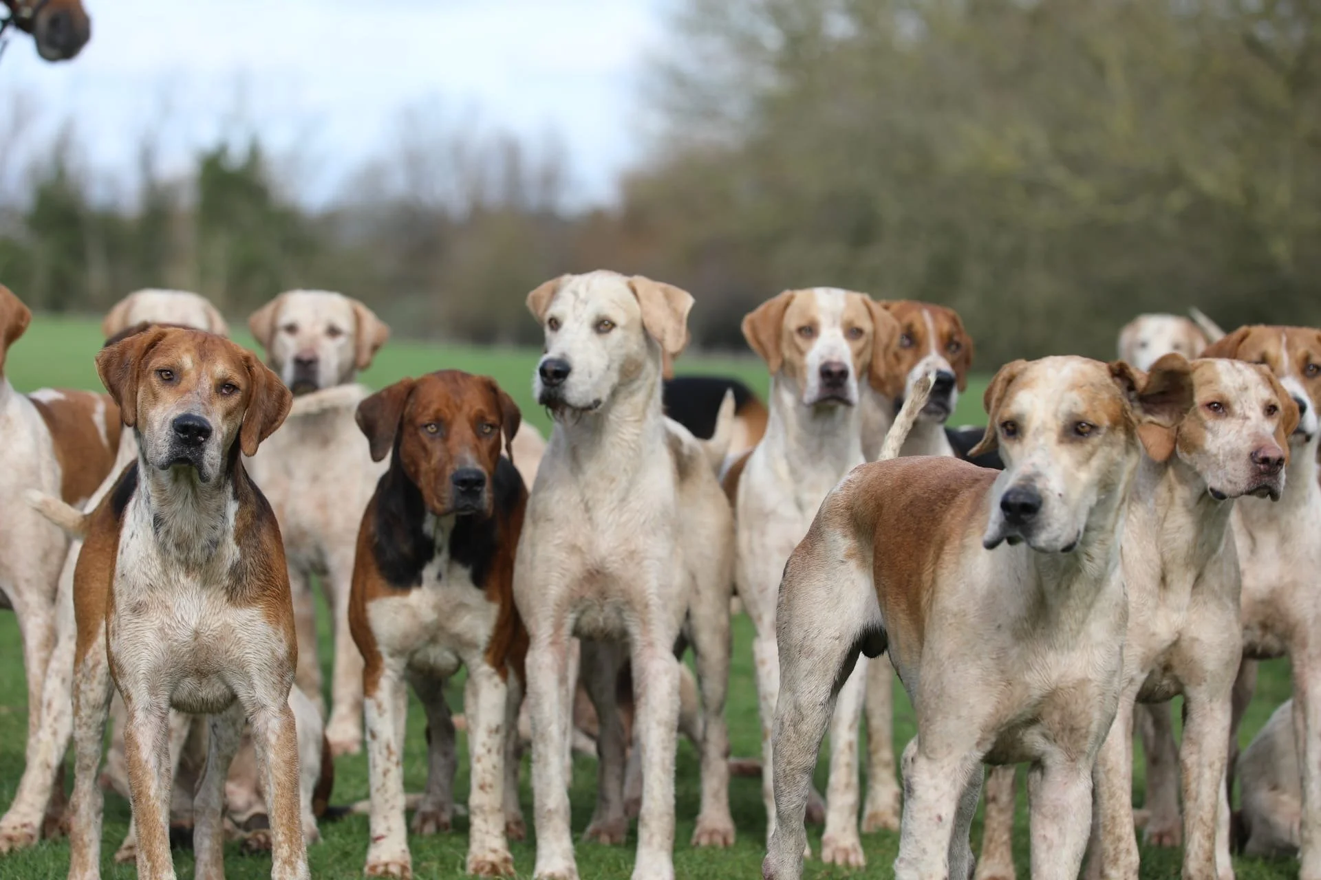 The Countryside Alliance Needs You!