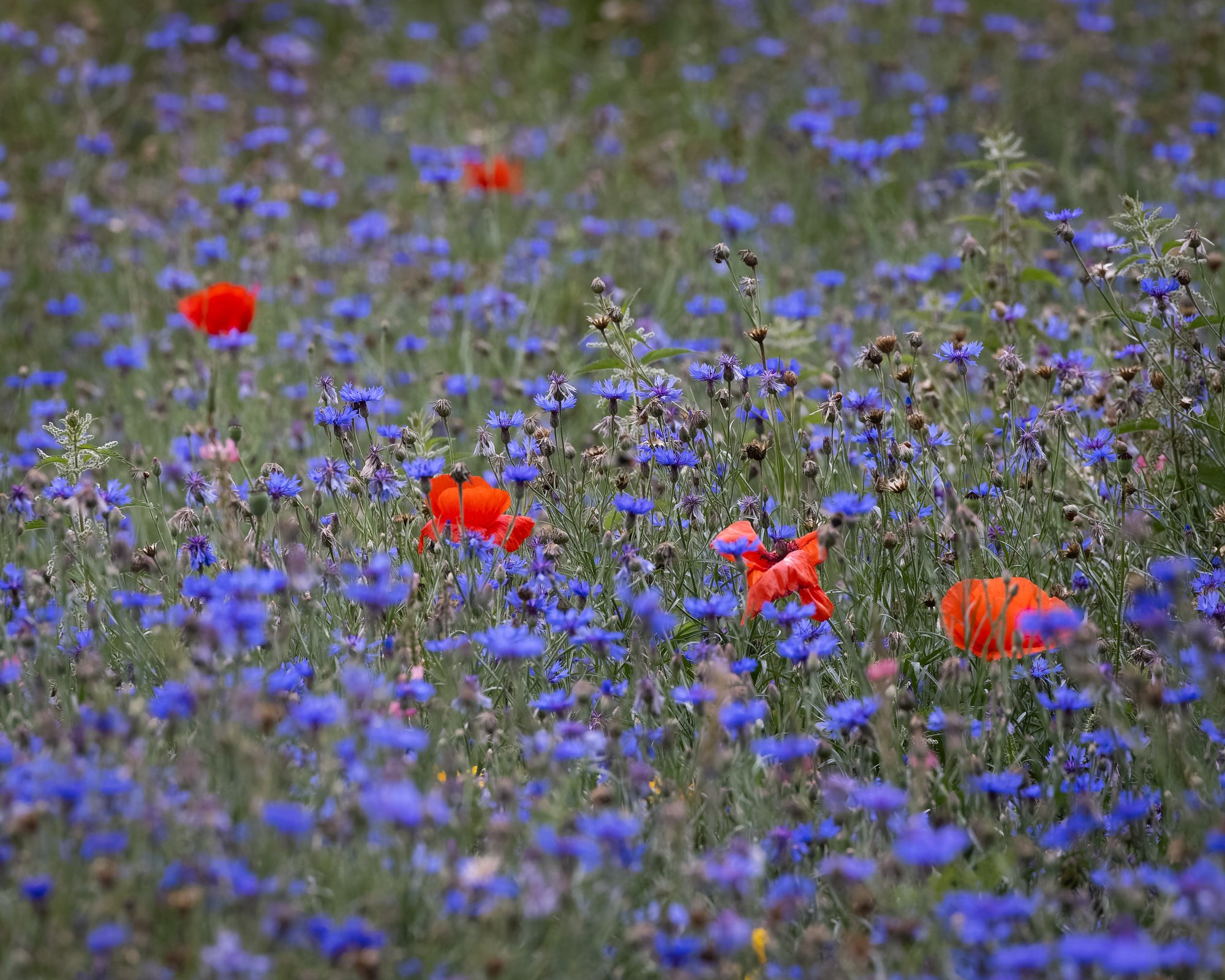 Turning Waste into Wildflowers: WWWR x Natural Shoots