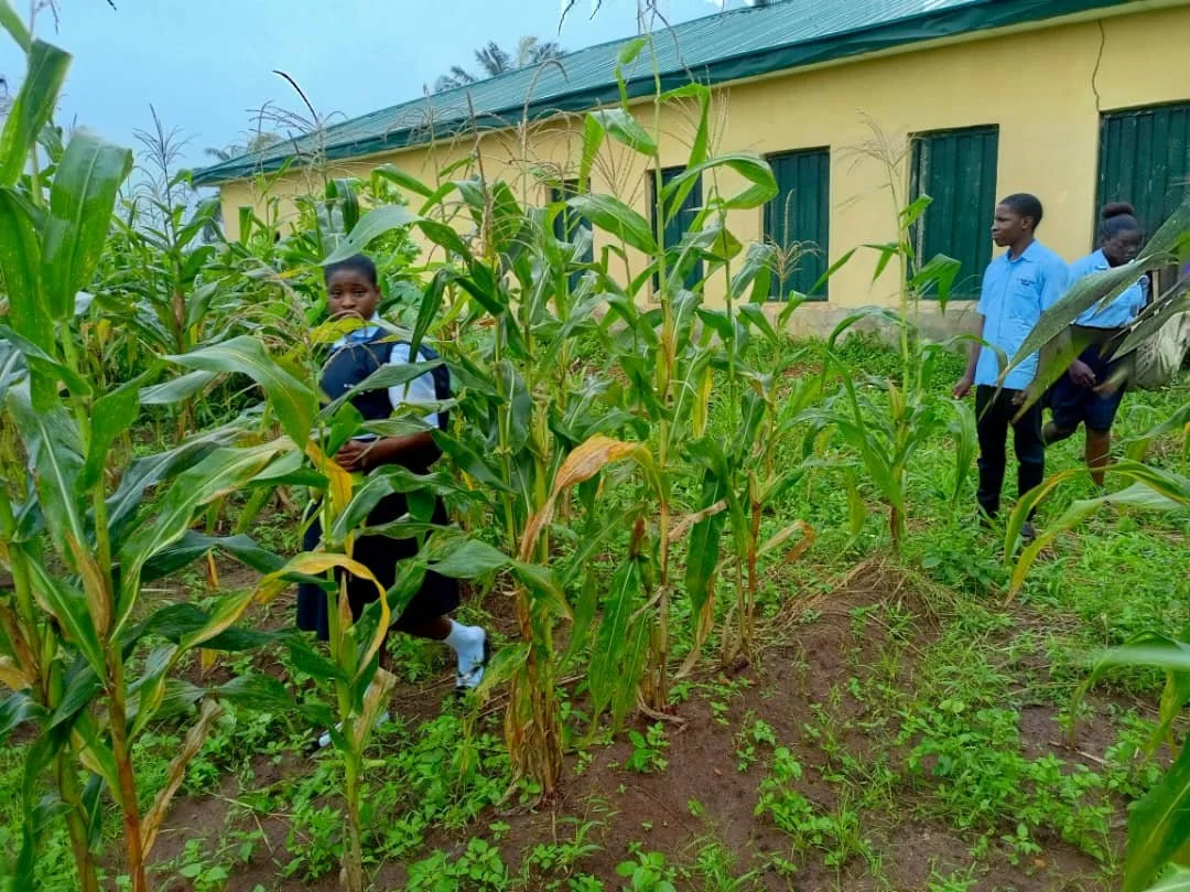 Corn_Harvested3.jpg