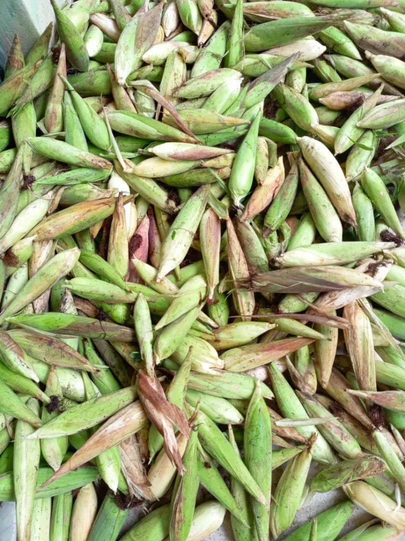 Corn_Gathering3.jpg