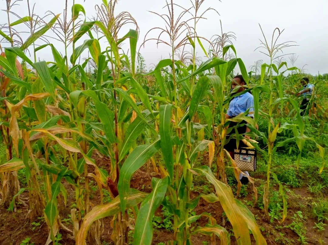 Corn_Harvested6.jpg