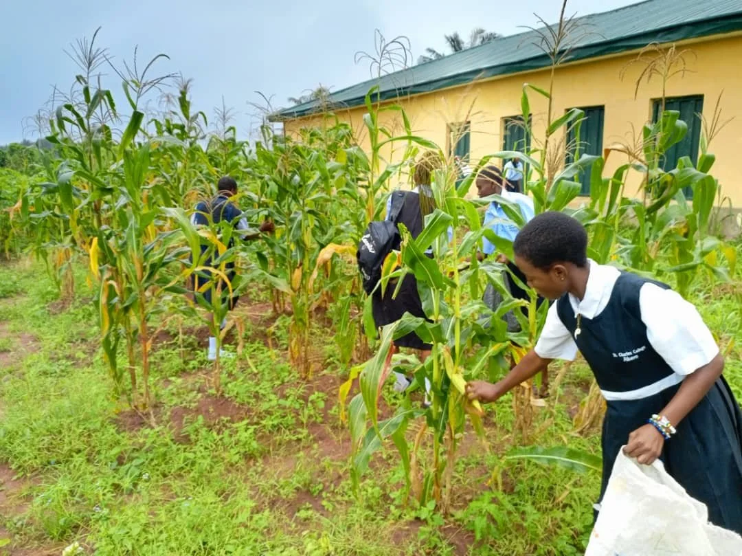 Corn_Harvested1.jpg