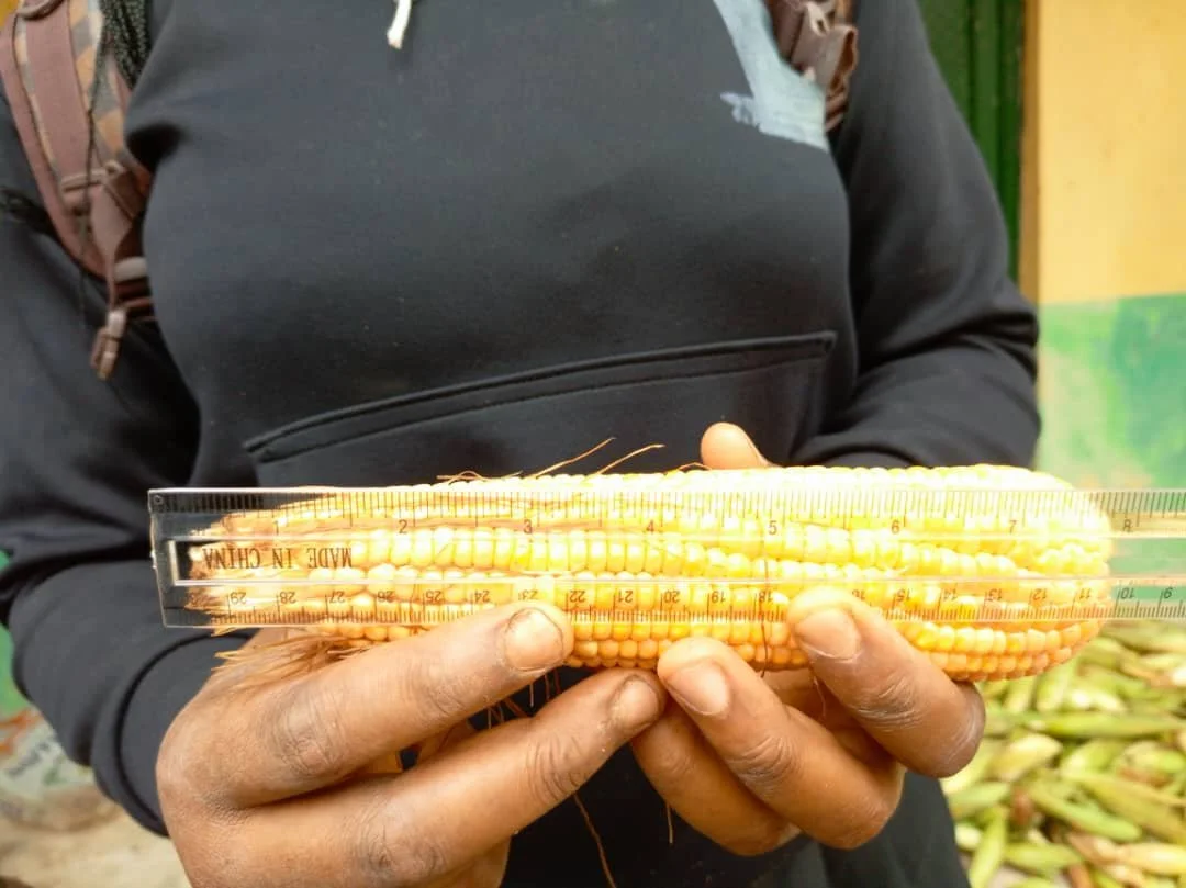 Corn_Measured2.jpg