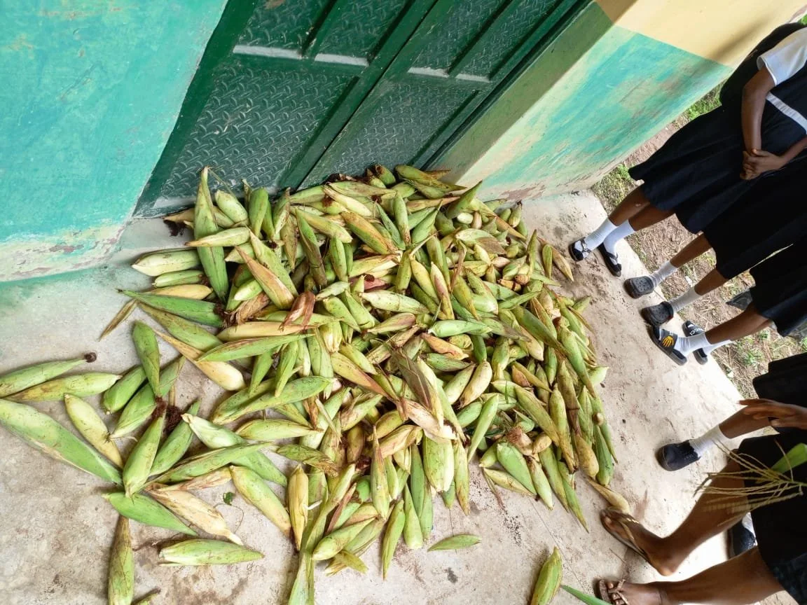 Corn_Gathering1.jpg