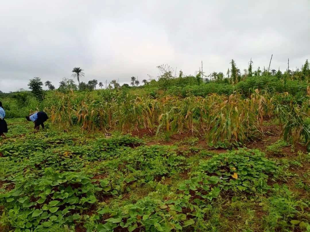 Corn_Harvested12.jpg