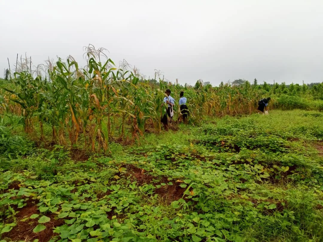 Corn_Harvested5.jpg