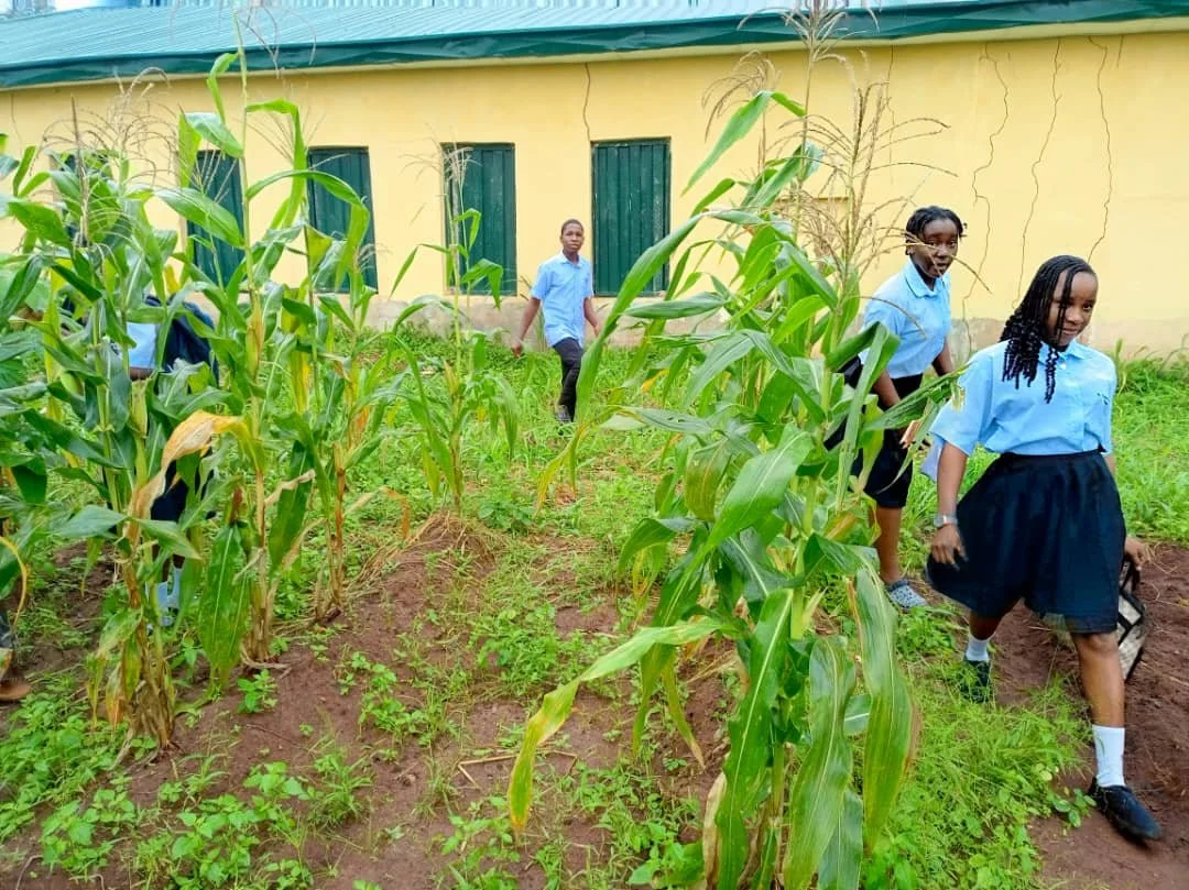 Corn_Harvested2.jpg