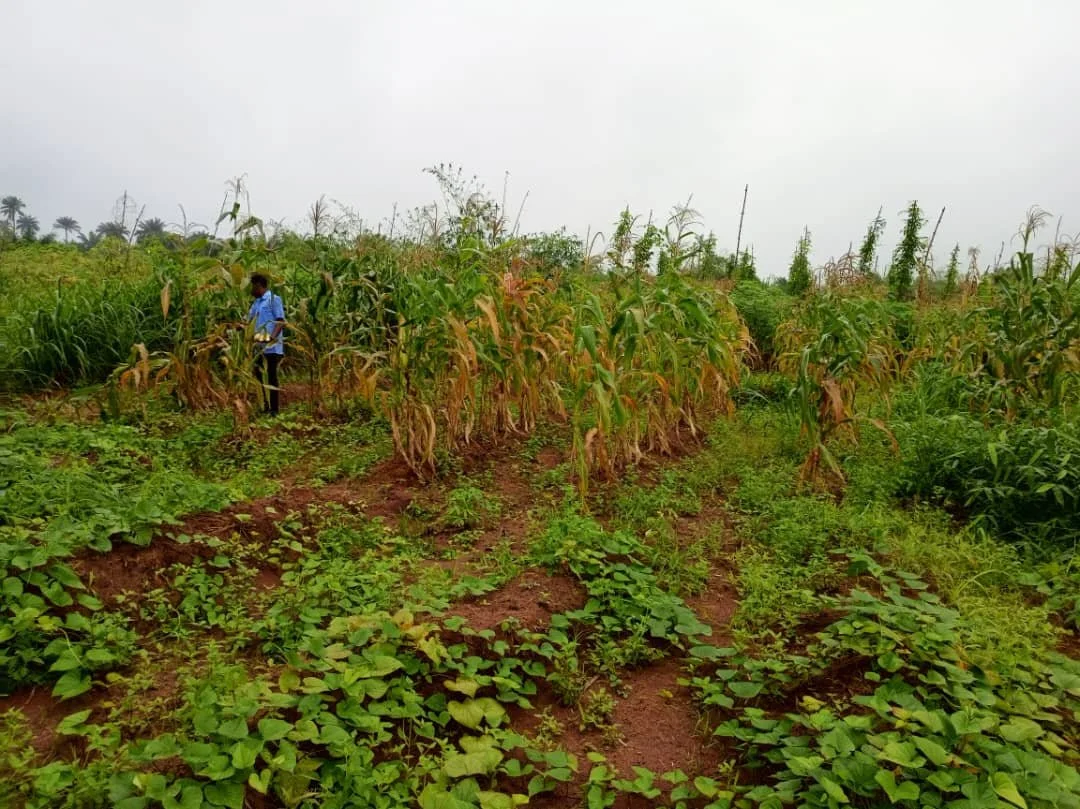 Corn_Harvested4.jpg