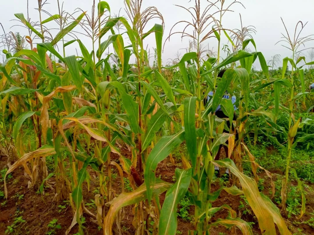 Corn_Harvested7.jpg