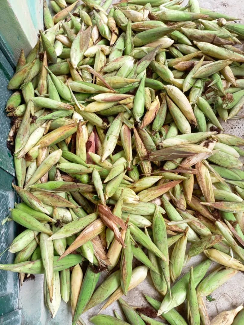 Corn_Gathering4.jpg