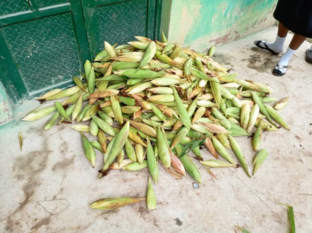 Corn_Gathering2.jpg