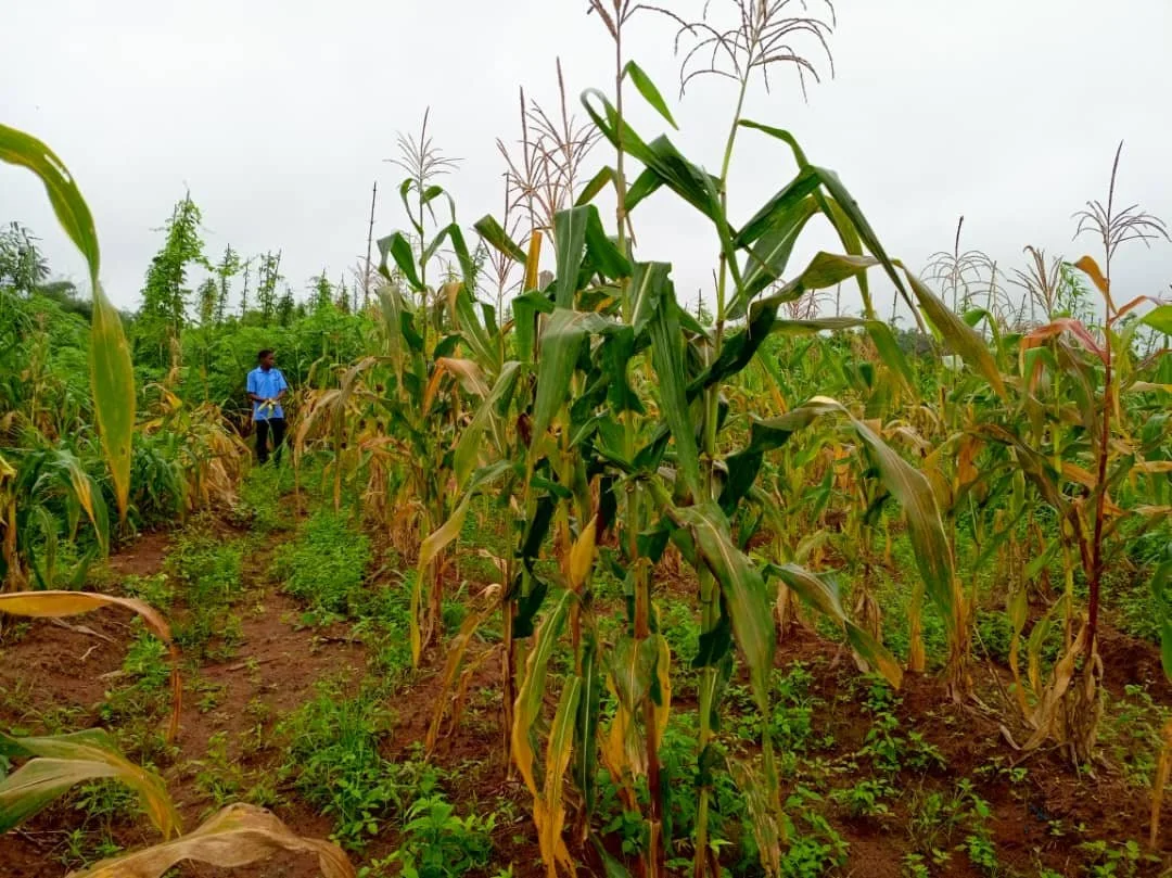 Corn_Harvested8.jpg