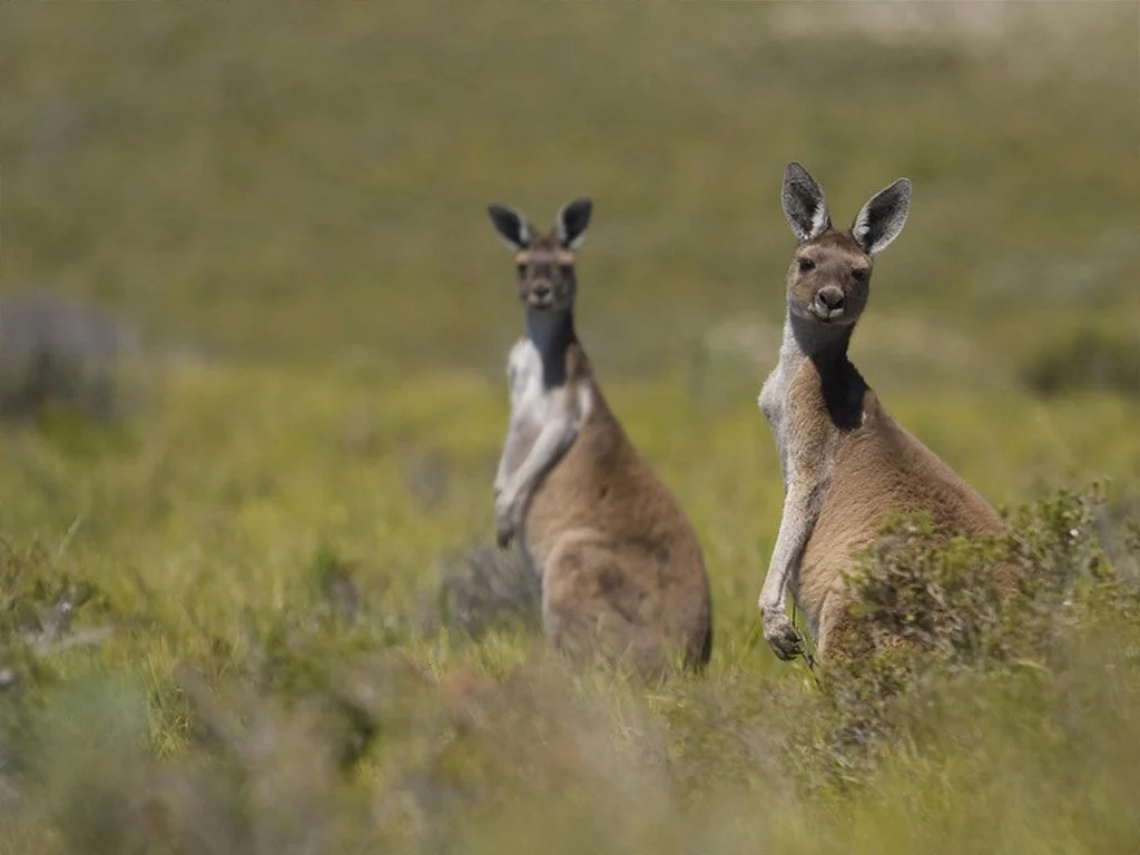 Nyamup Holiday Village - Kangaroos