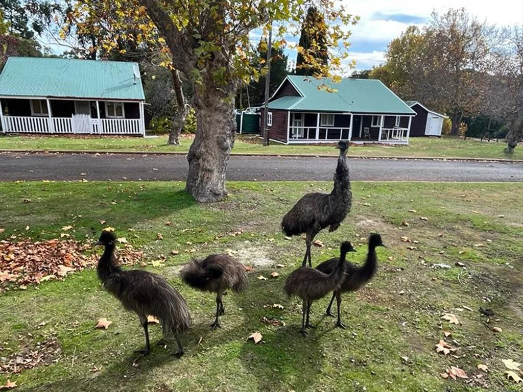 Nyamup Holiday Village - Emus