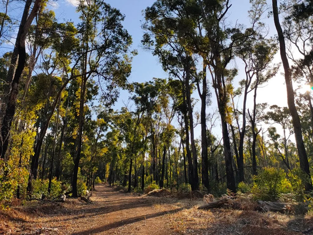 Nyamup Holiday Village - Forest