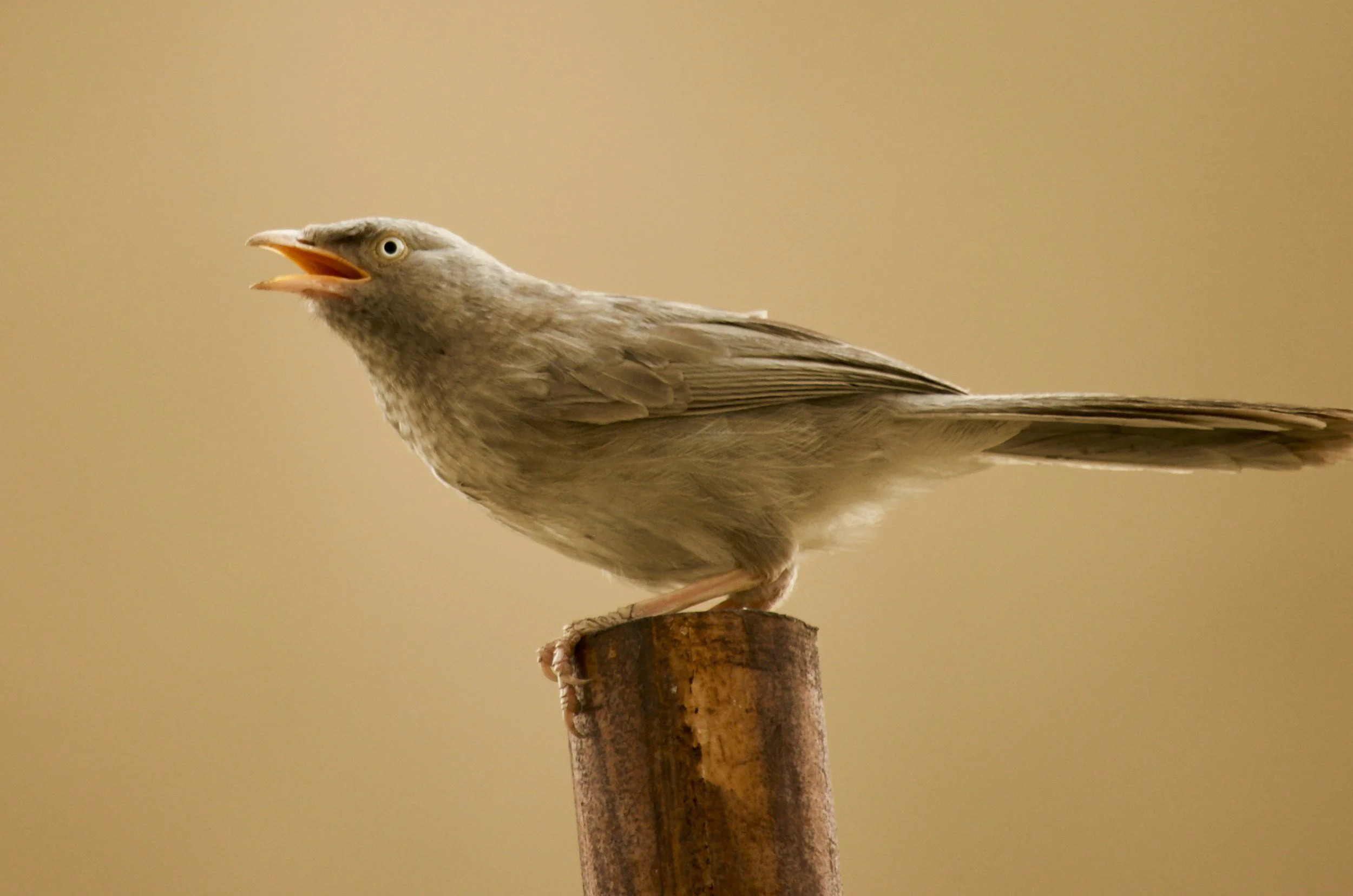 Chanter des notes aiguës : 7 conseils simples pour gagner en aisance et préserver sa voix