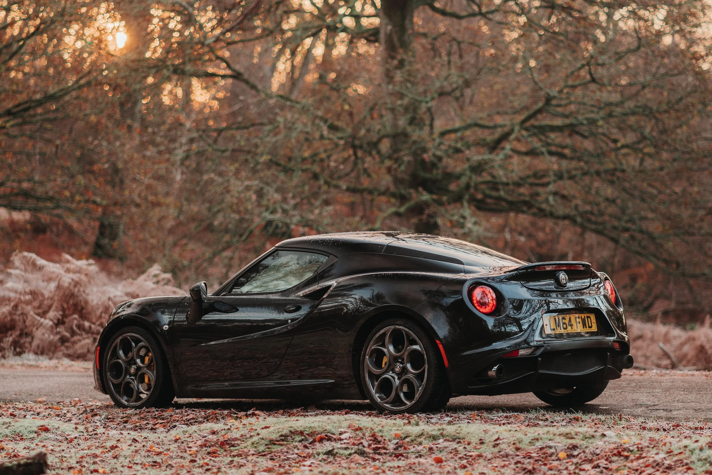 _DSC0357New Forest Alpha-3.jpg