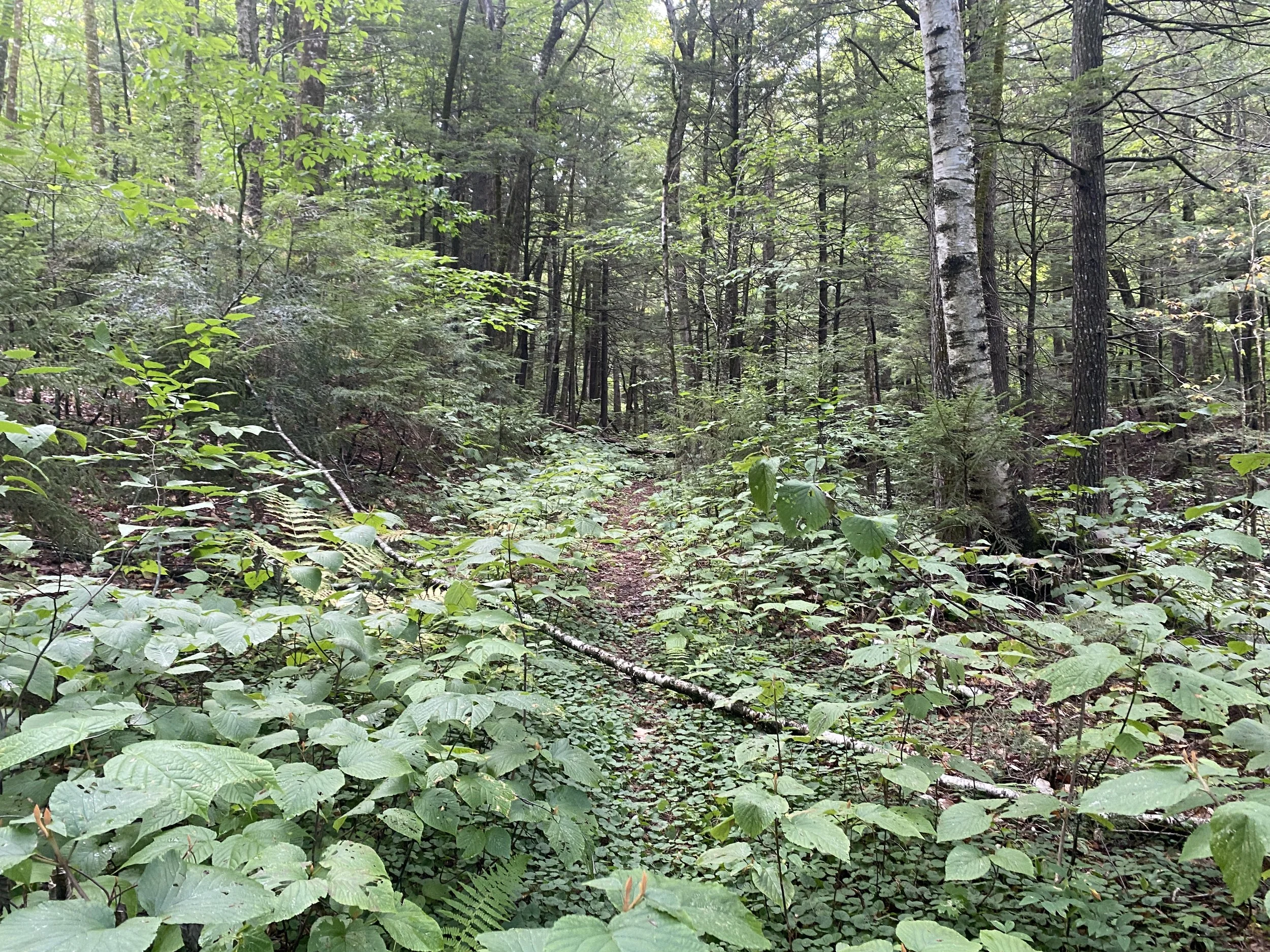 White Mountain Guide Day Thirty-Six