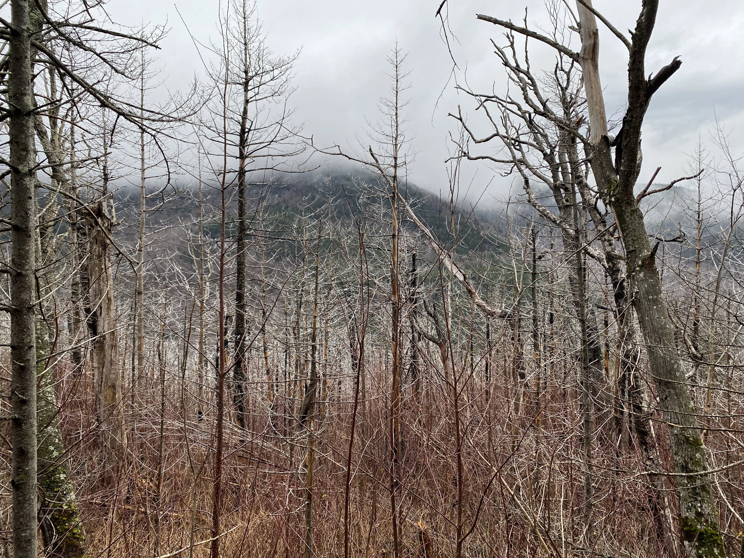 White Mountain Guide Day 67