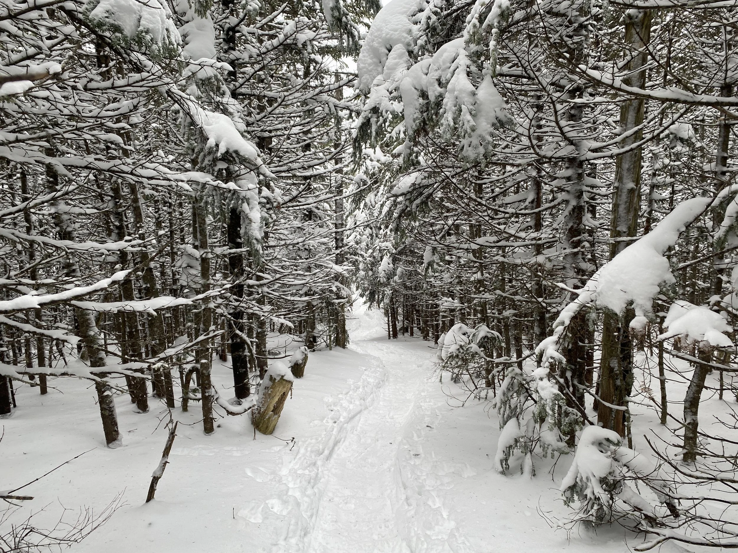 White Mountain Guide Day 98