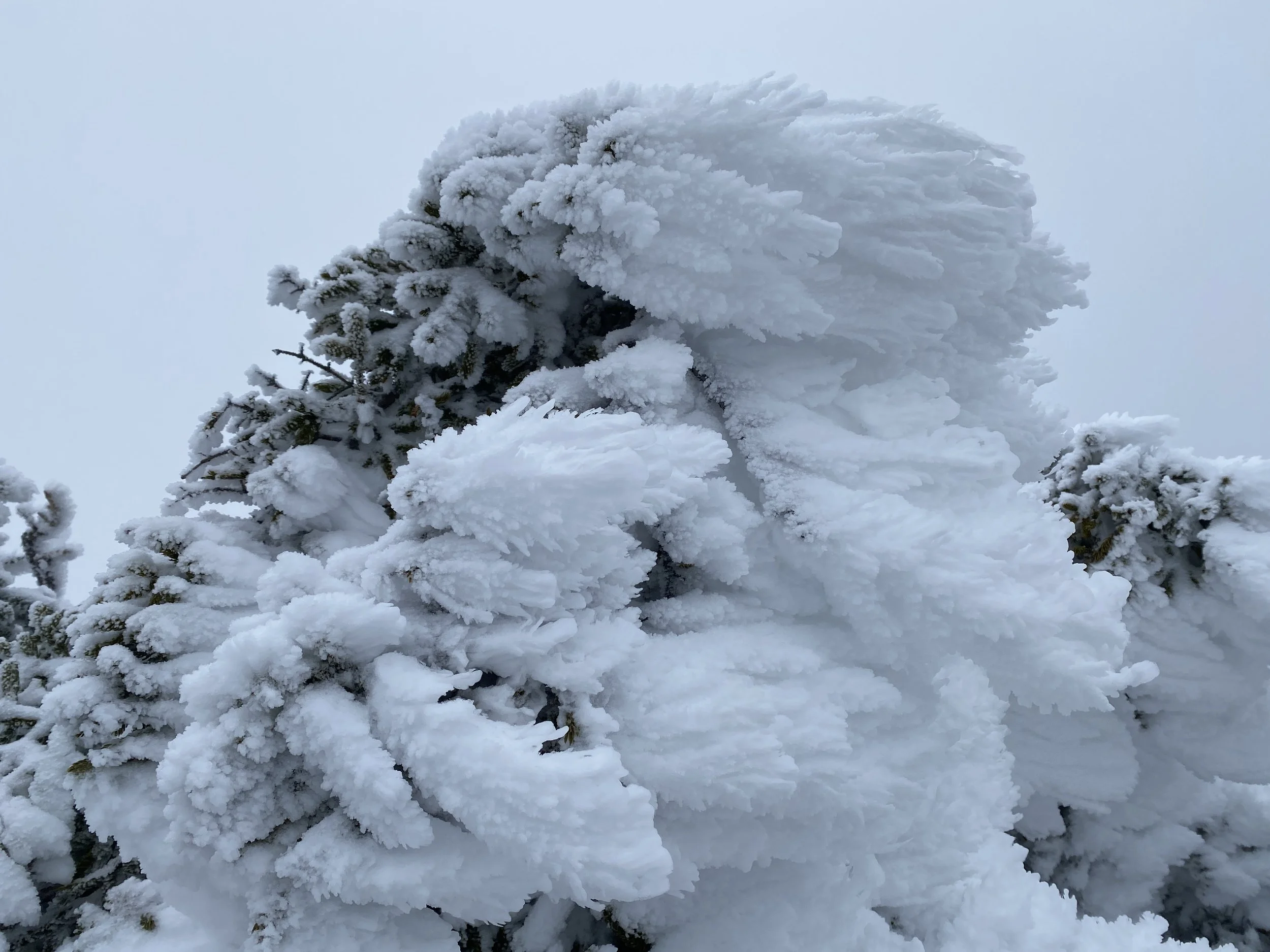 White Mountain Guide Day 93