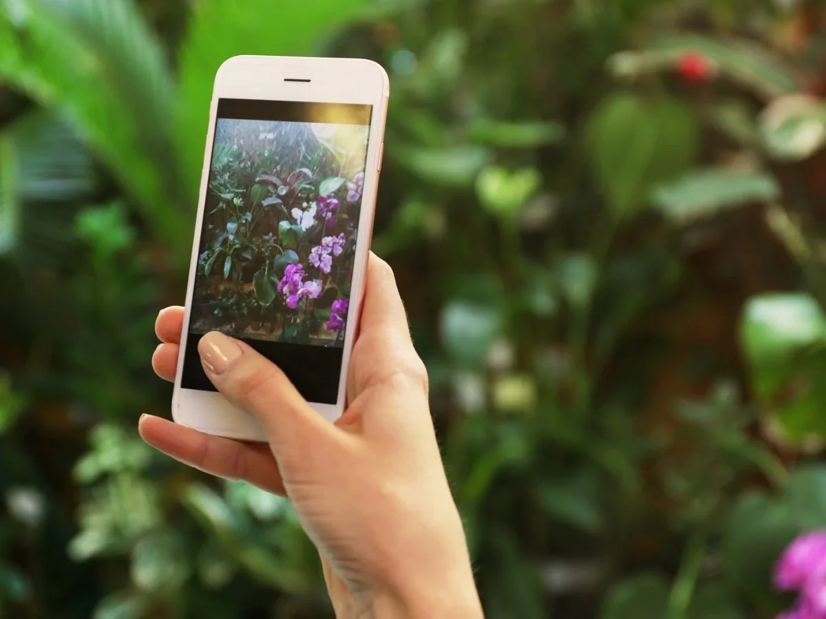 A hand holding up a smartphone to photograph purple orchids in a lush green garden