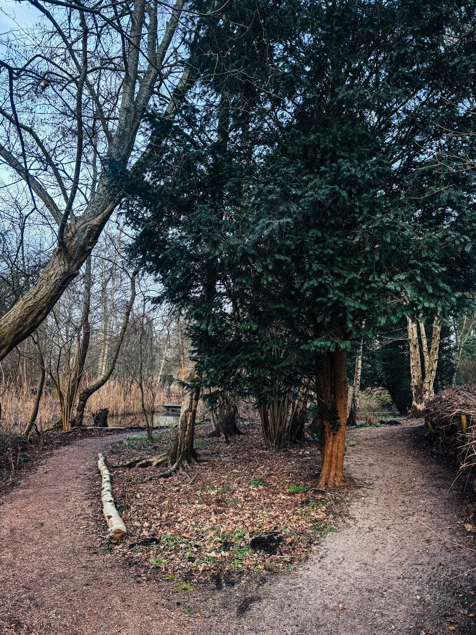 Rustig natuurpad als metafoor voor ondersteuning en ontwikkeling van teams