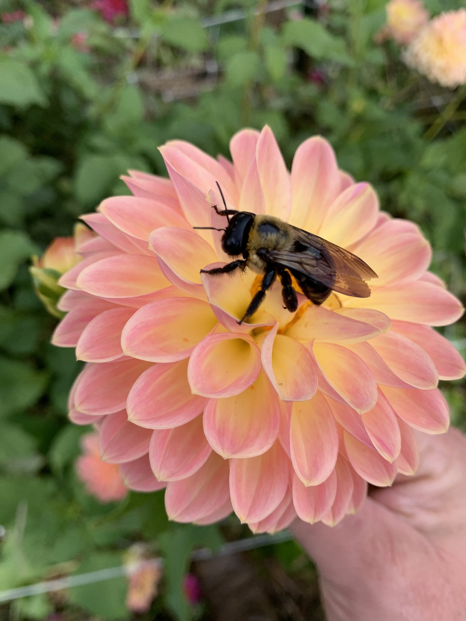 Jowey Nicky — Open Door Farm Dahlia Tubers