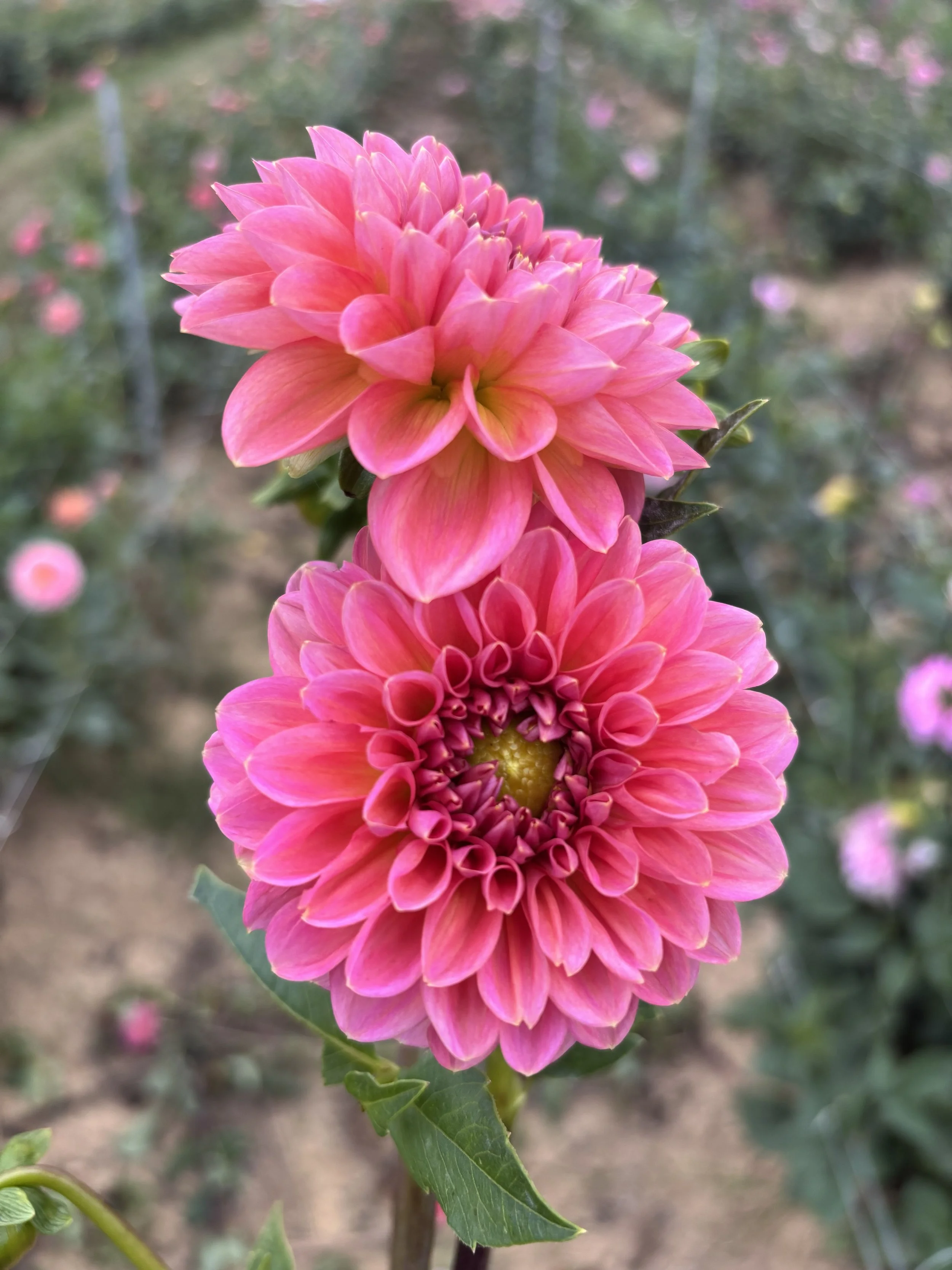 BULK Pink Runner (10 tubers)