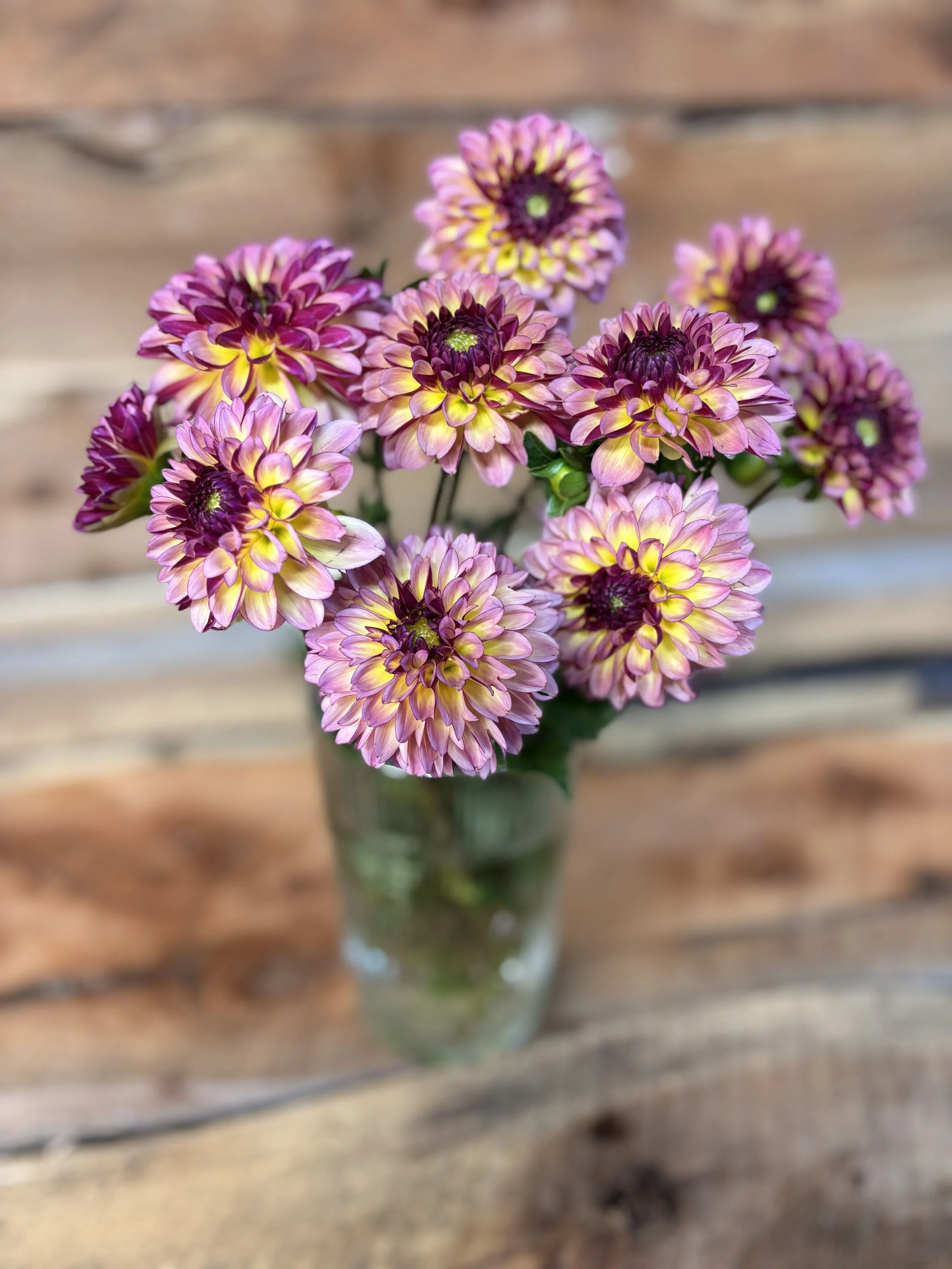 BULK Foxy Lady (10 tubers)