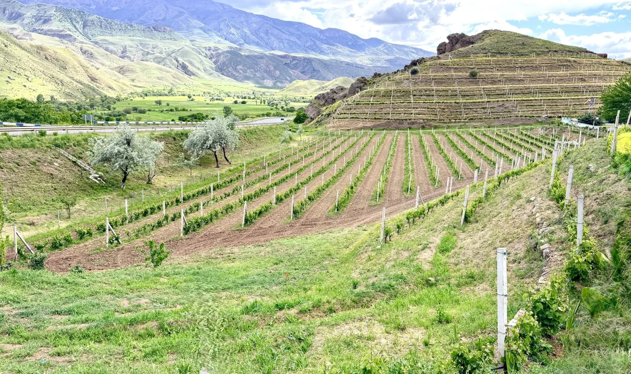 vineyard landscape wine history in armenia