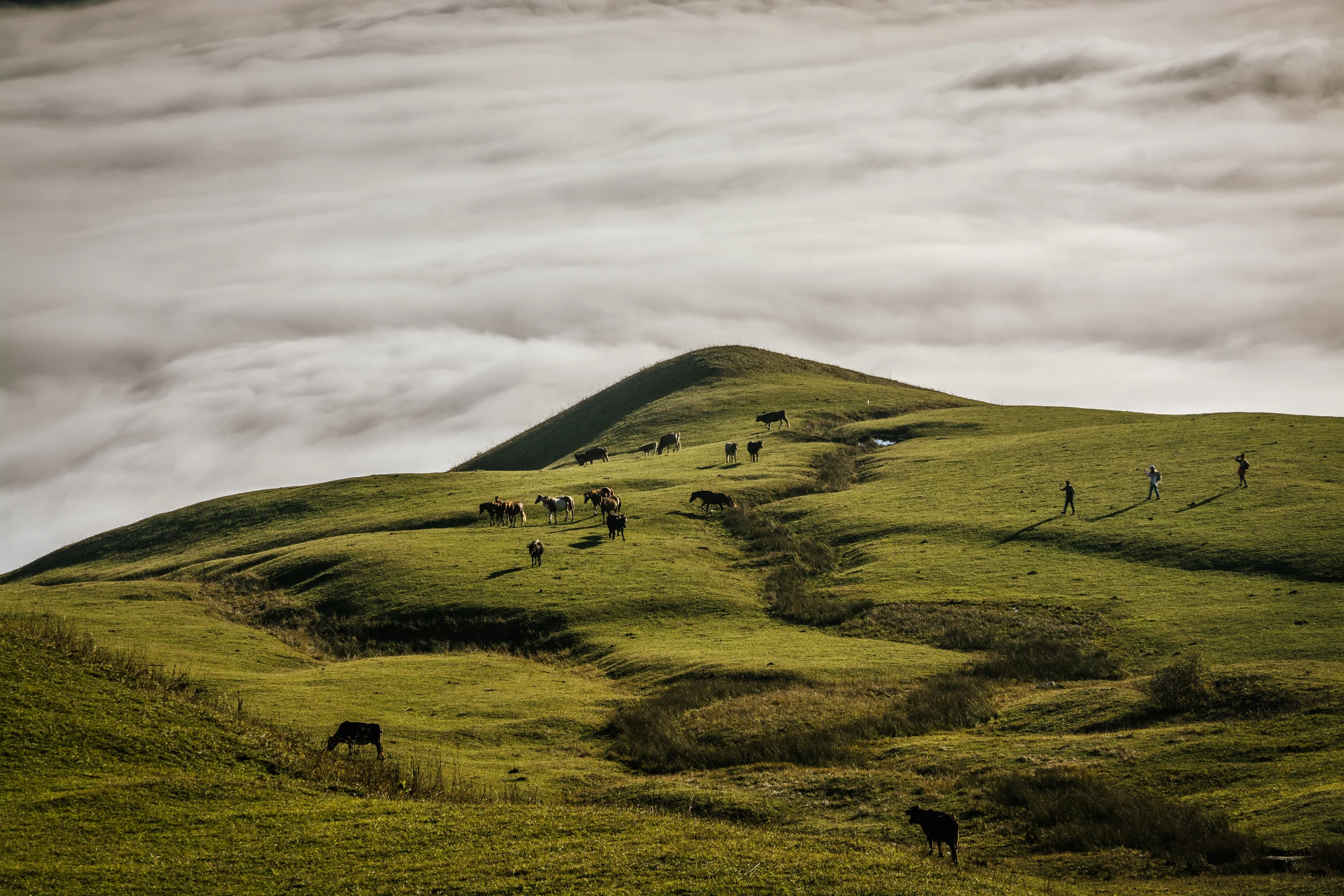 Green rolling hillside above a sea of clouds, with grazing cows and horses scattered across the slope and a few hikers walking along the ridge.