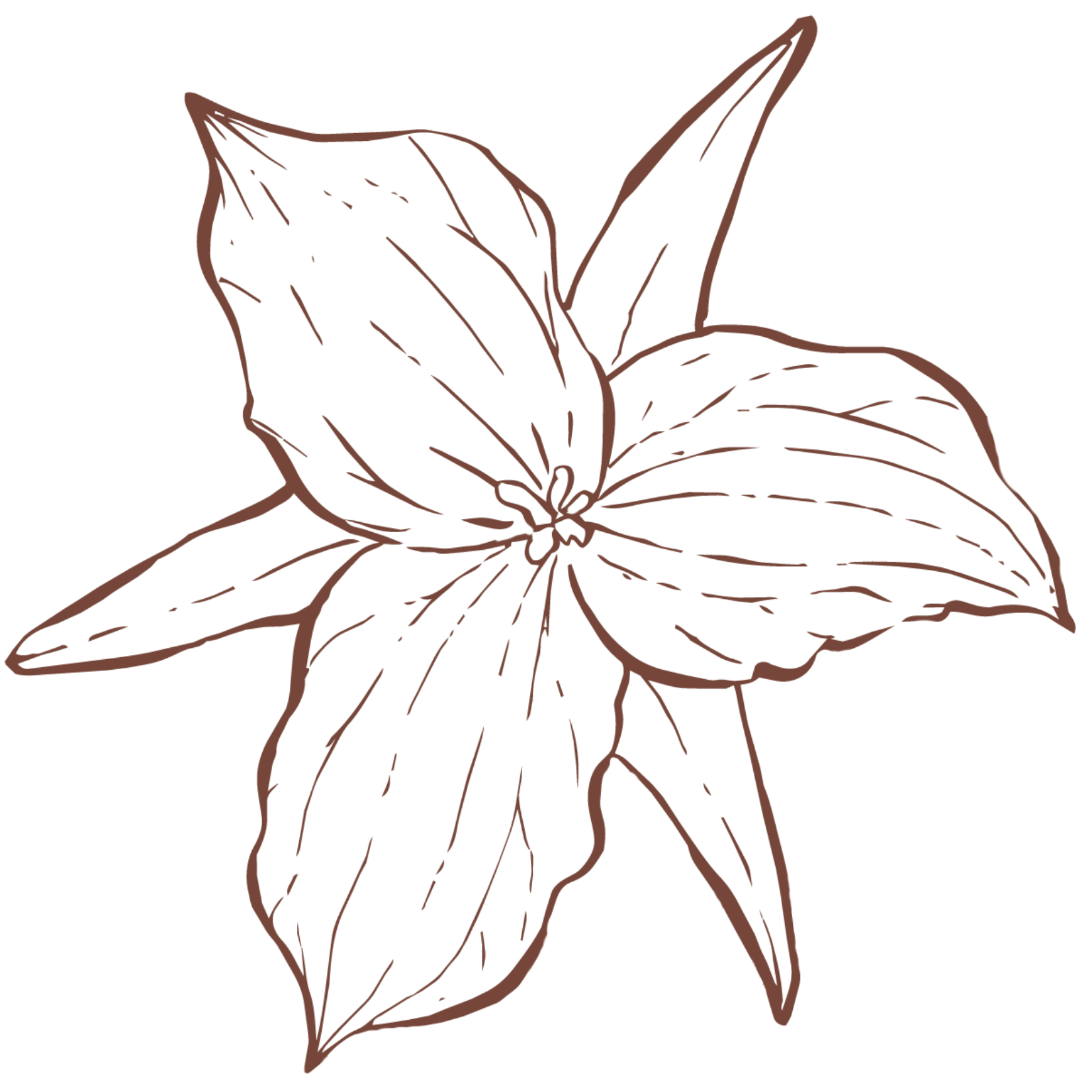Line drawing of a large, multi-petaled flower with pointed petals and detailed lines indicating texture, in a monochrome brown color on a black background.