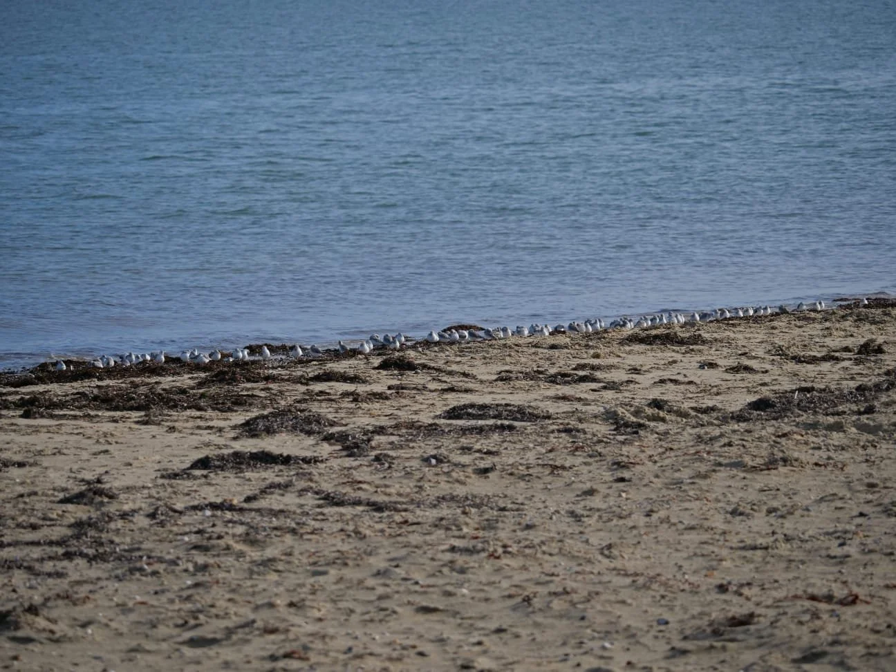 91 Sanderling and 15 Ringed Plover - Eileen Hughs