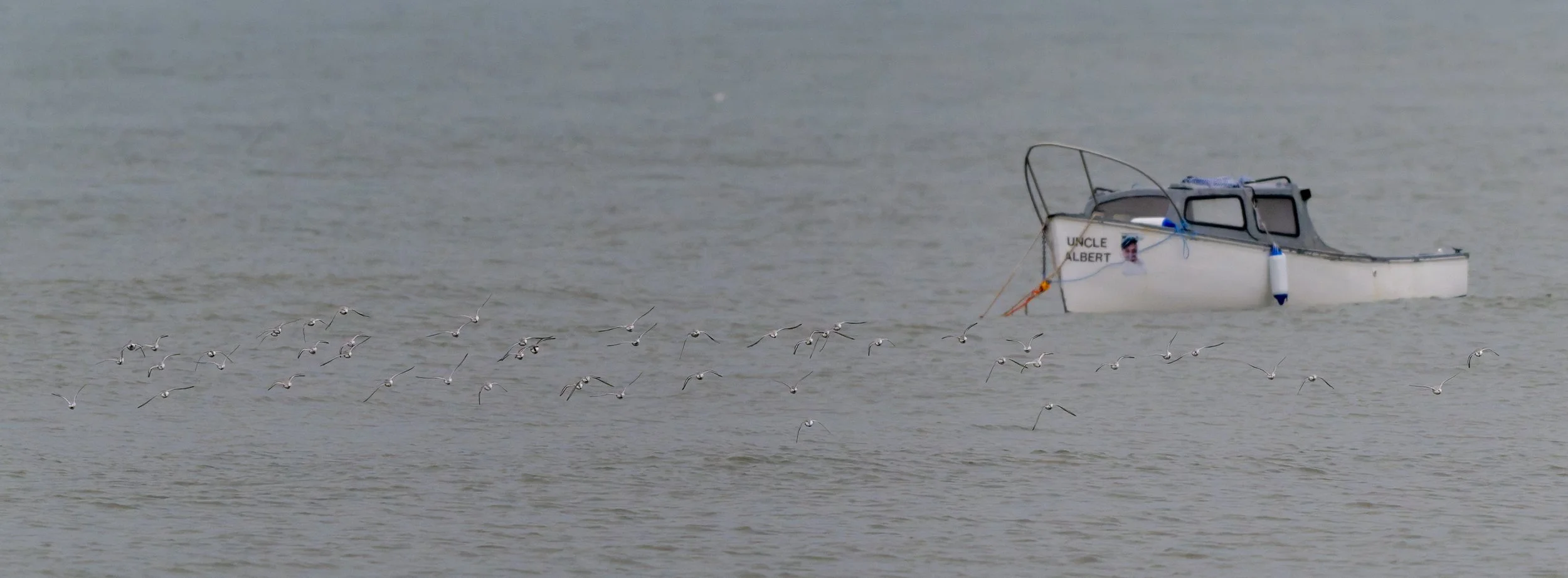 Sanderling Count1 Spring Vale 19th Oct 25.jpg