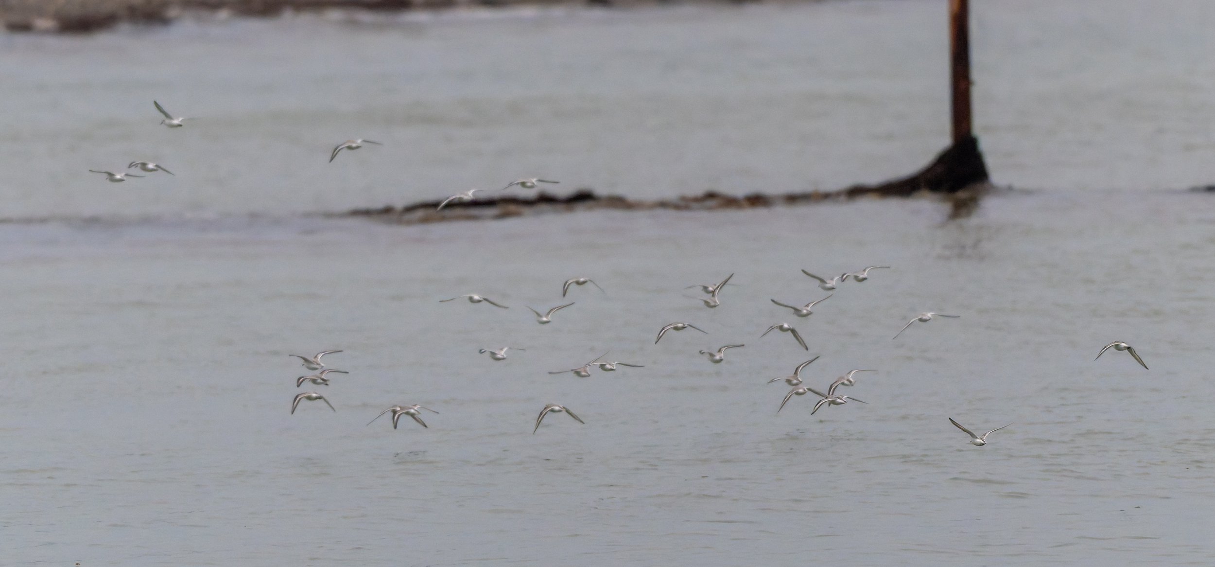 Sanderling Count Spring Vale 19th Oct 25.jpg