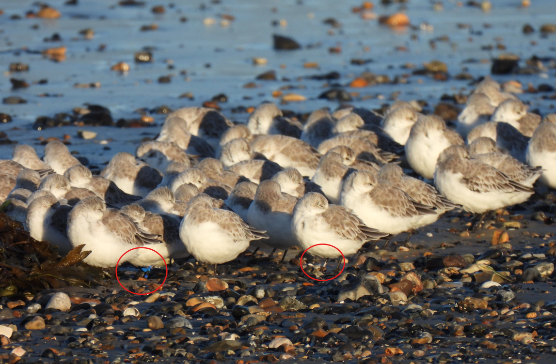 Ringed Sanderling - Charlotte Goswell