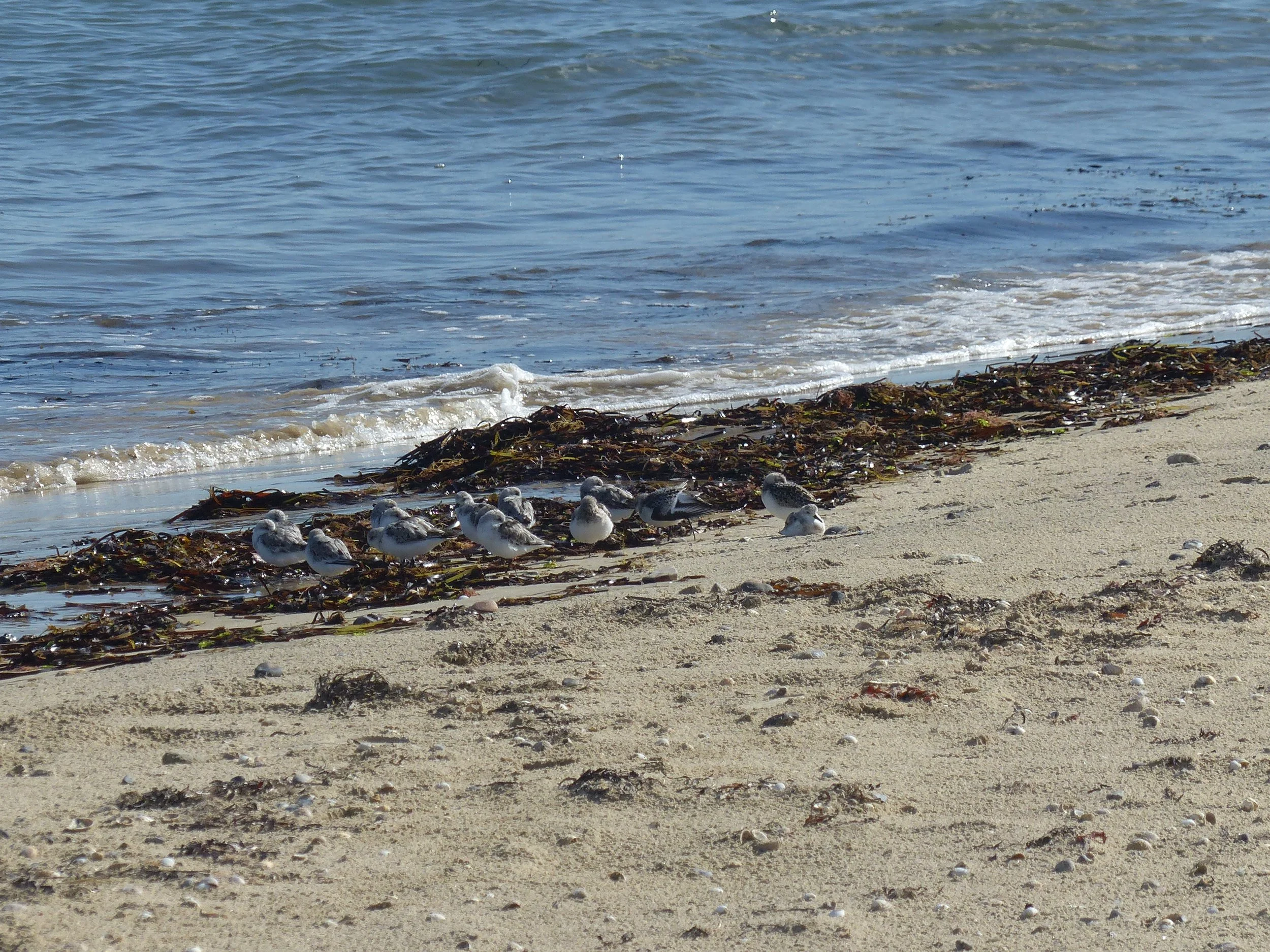 15 roosting N of harbour, 3 juvs, blue rings no L foot sitting close up 10.53 hrs 05.09.25.JPG