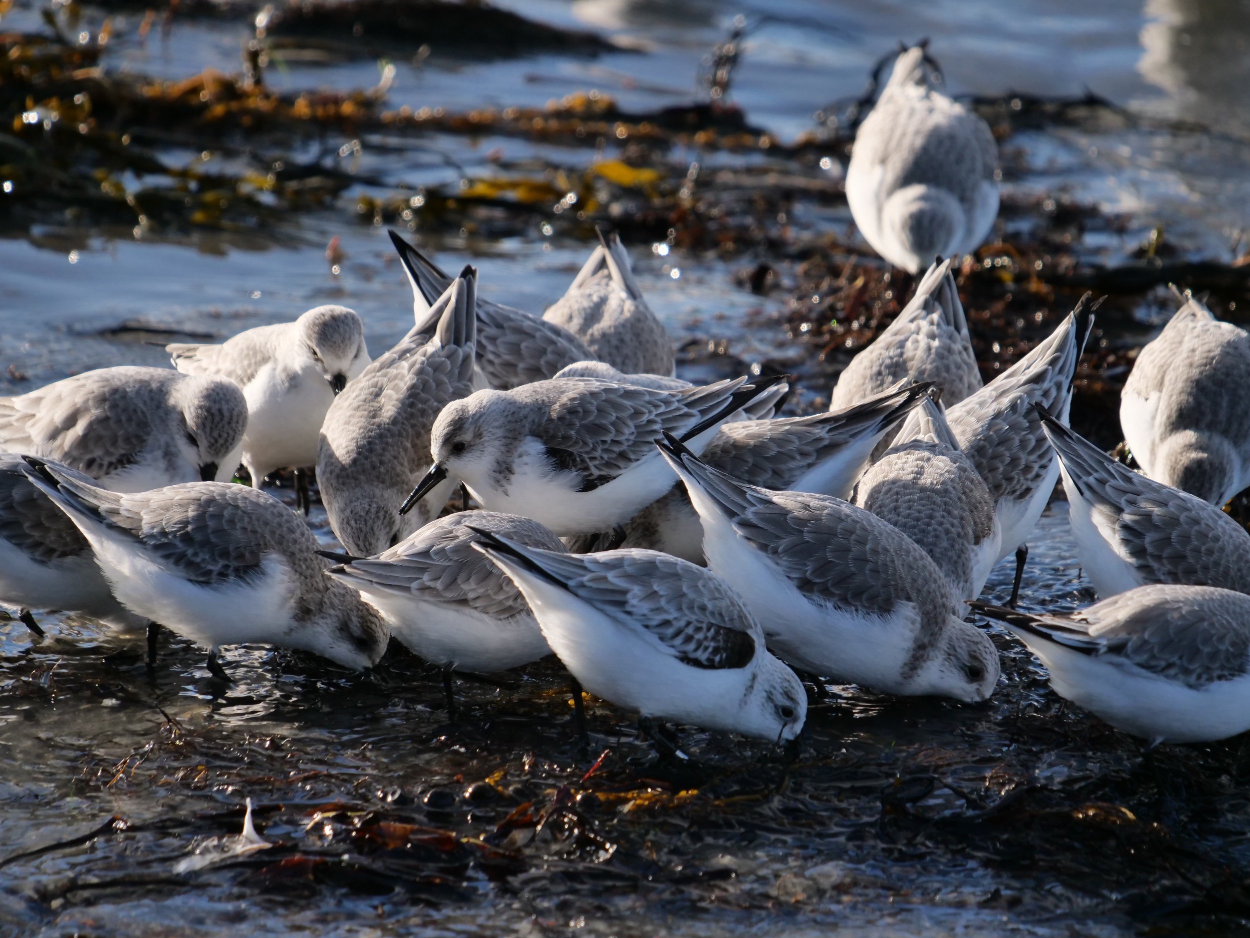 Sanderling - Eileen