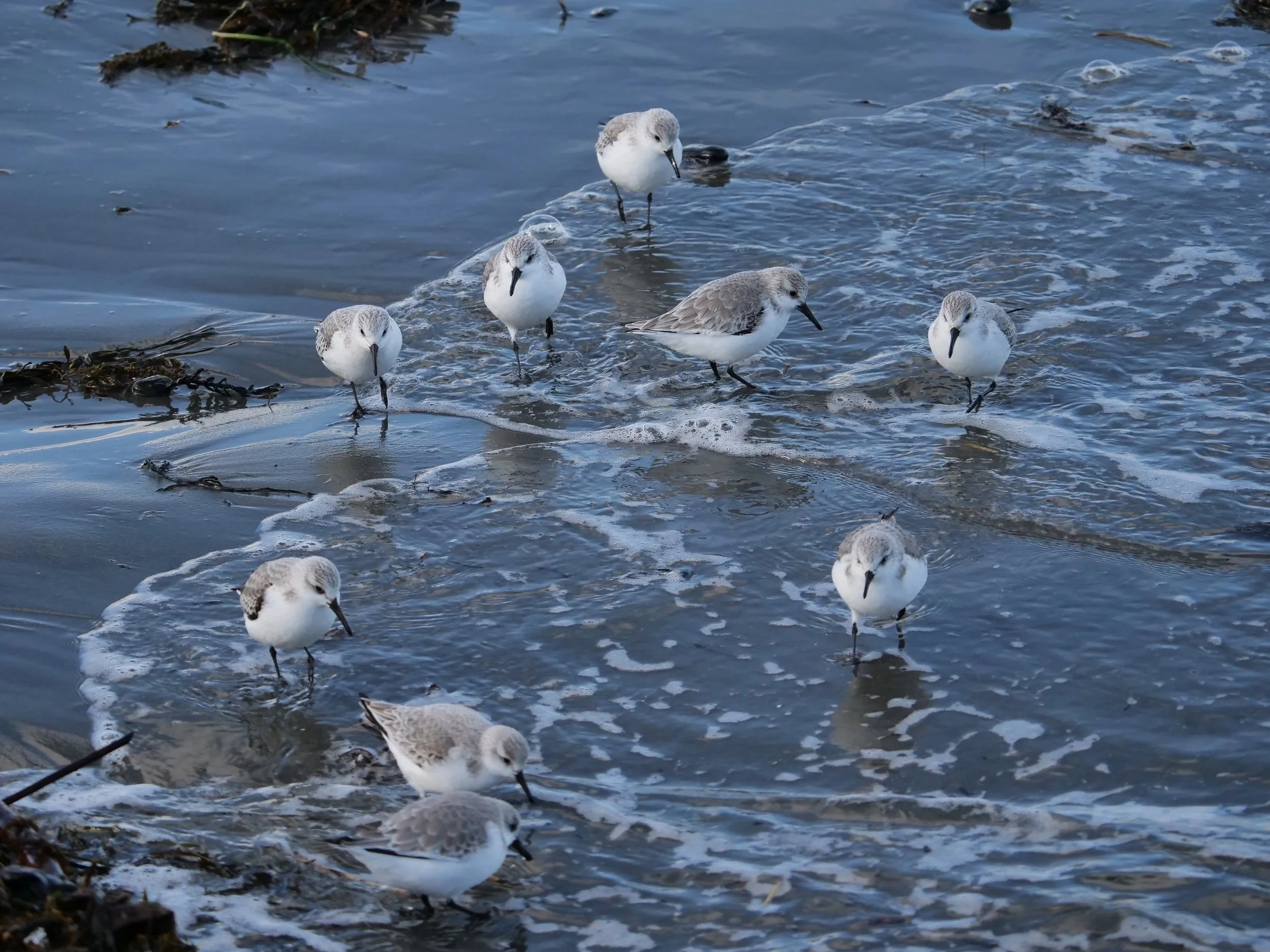 Sanderling - Eileen