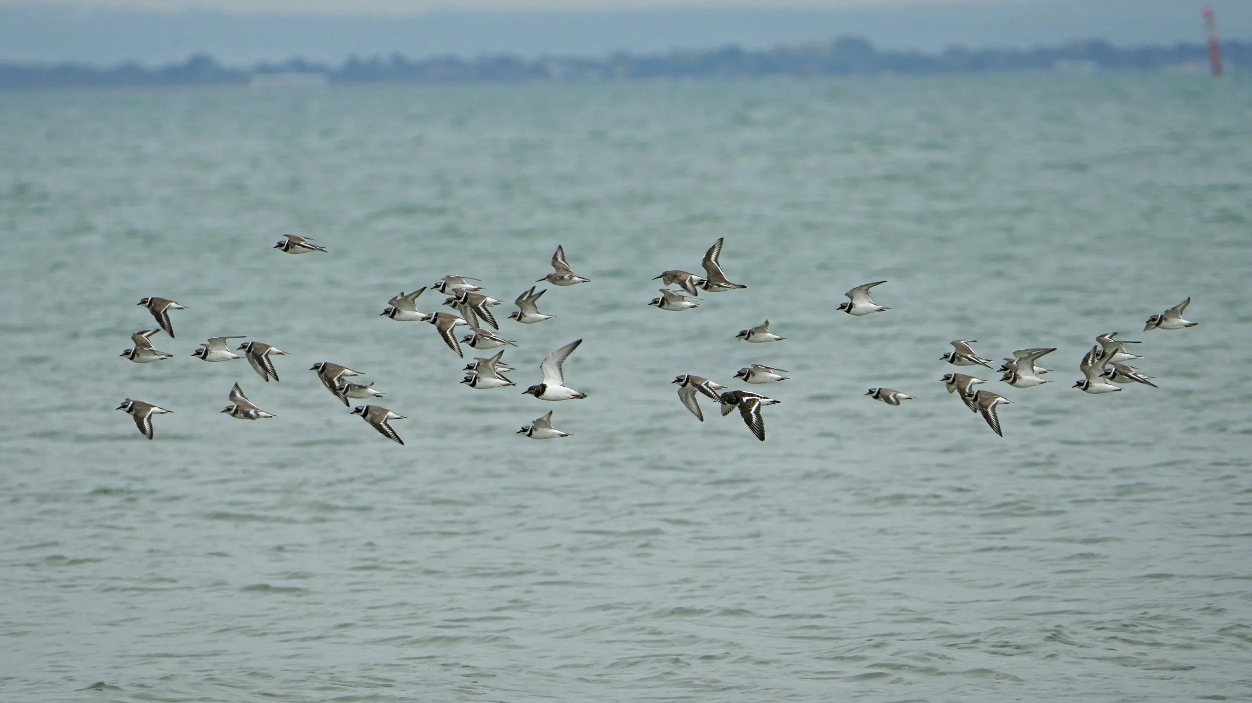 Sanderling - Eileen