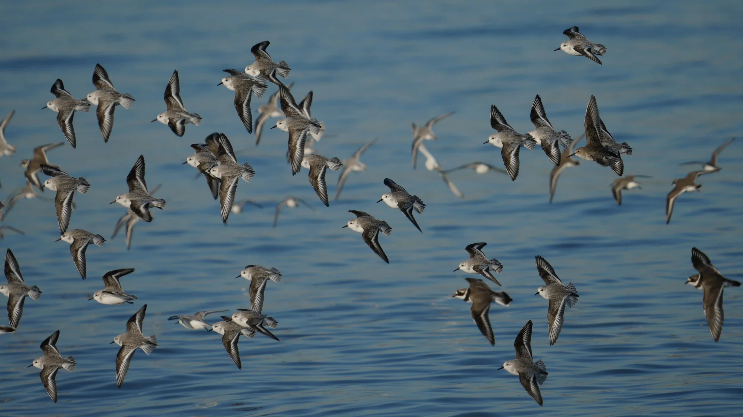 Sanderling - Eileen