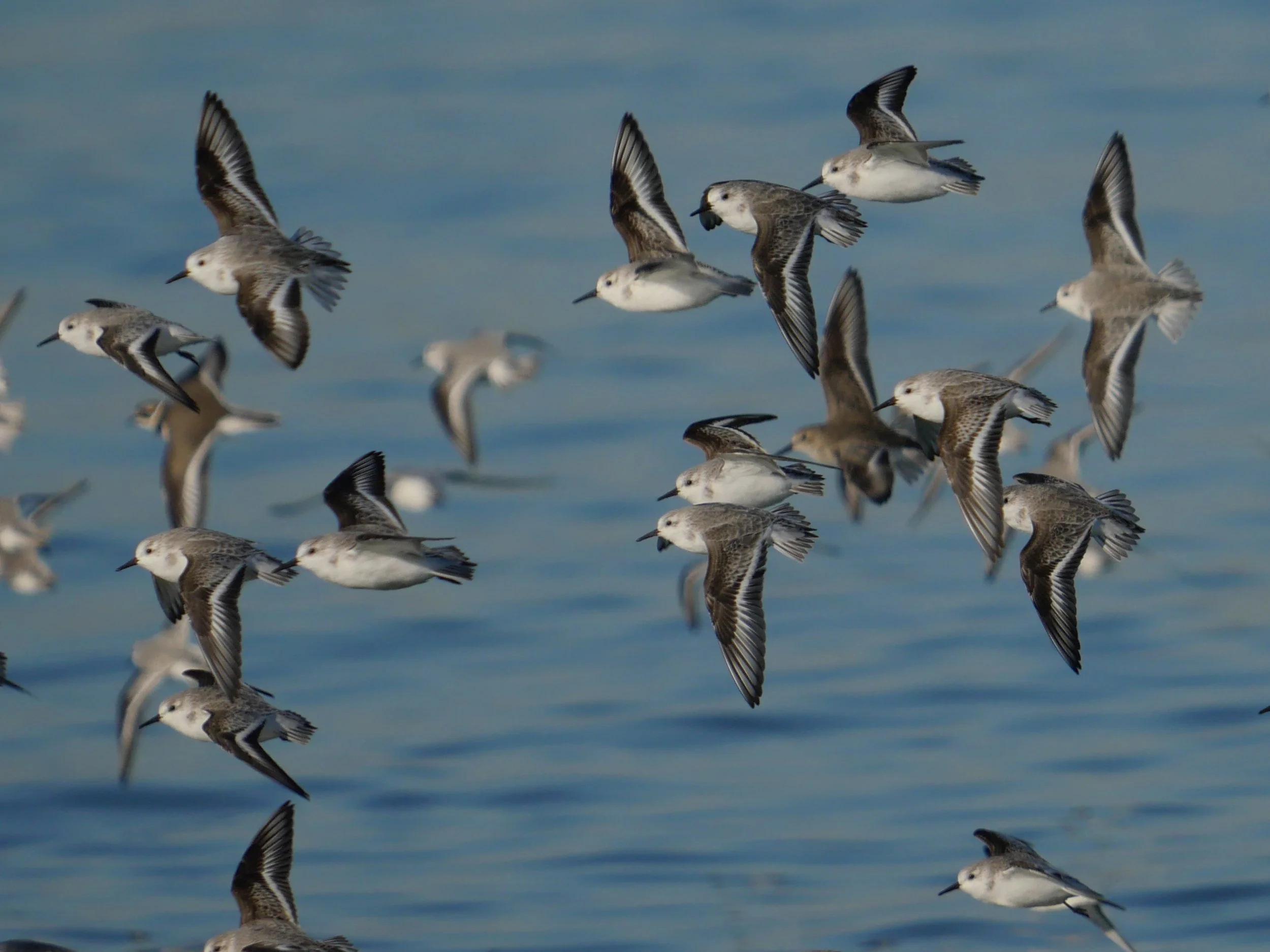Sanderling - Eileen
