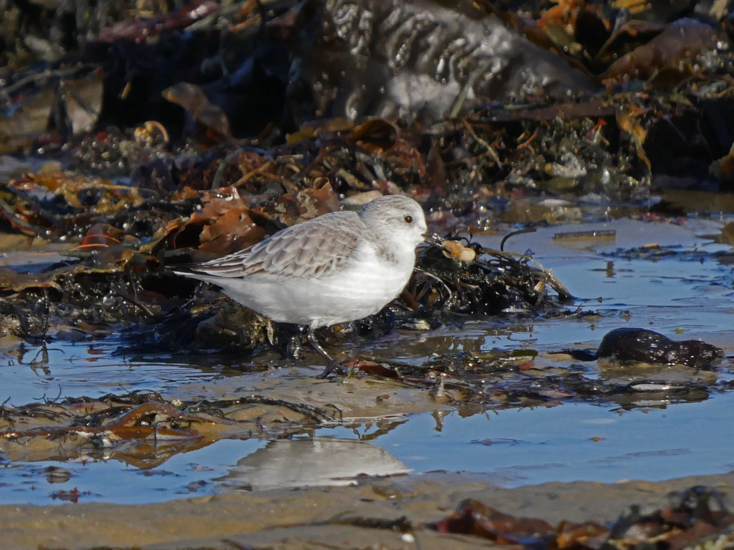 Sanderling - Eileen