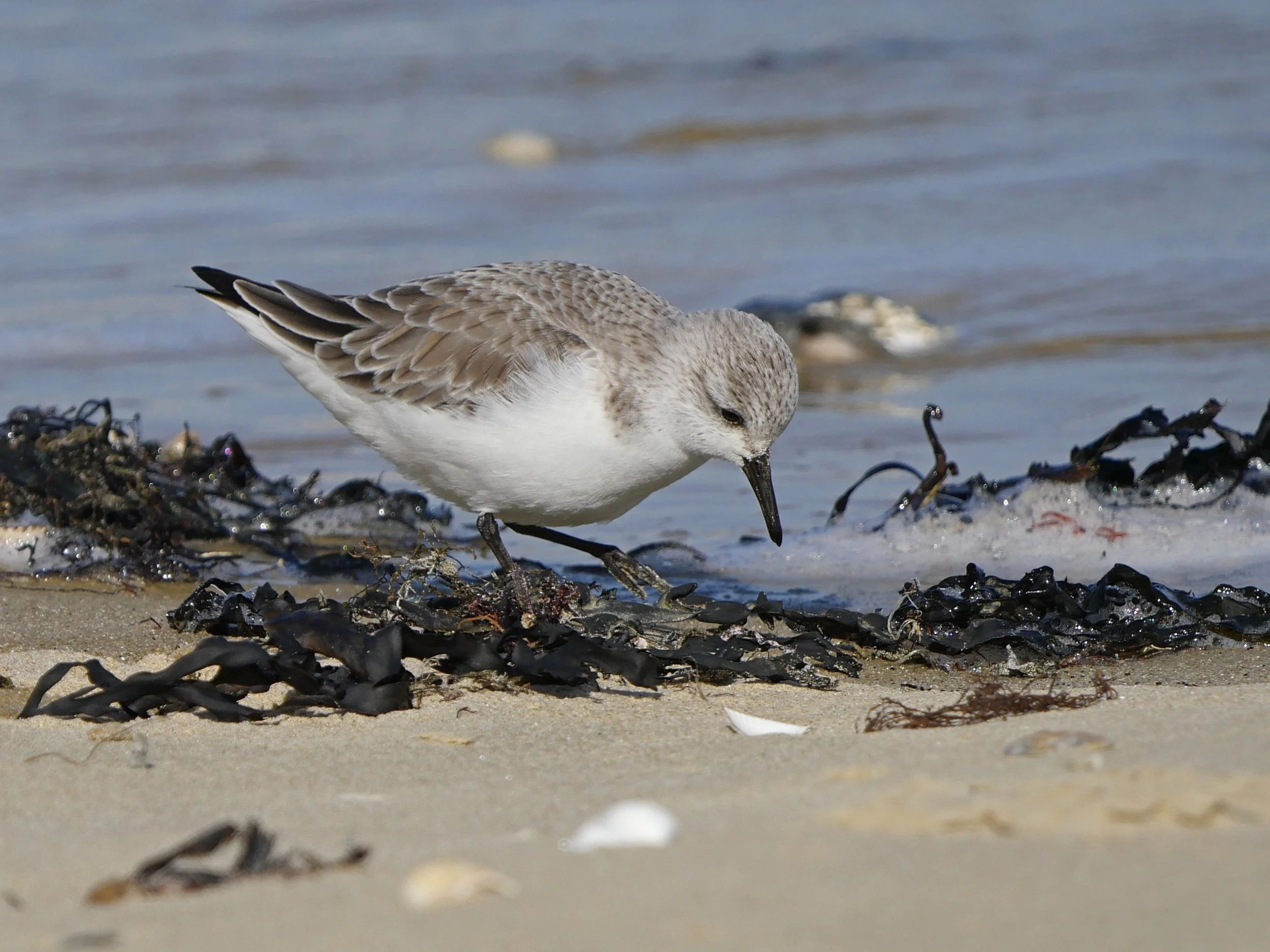 Sanderling - Eileen