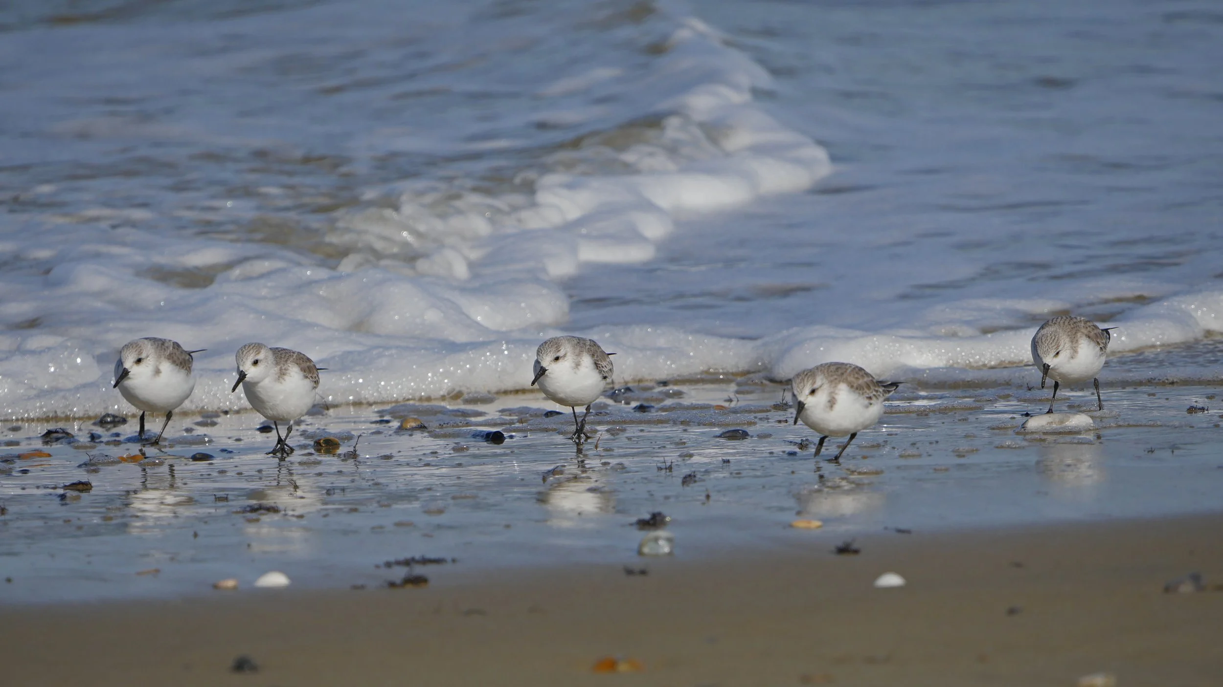 Sanderling - Eileen