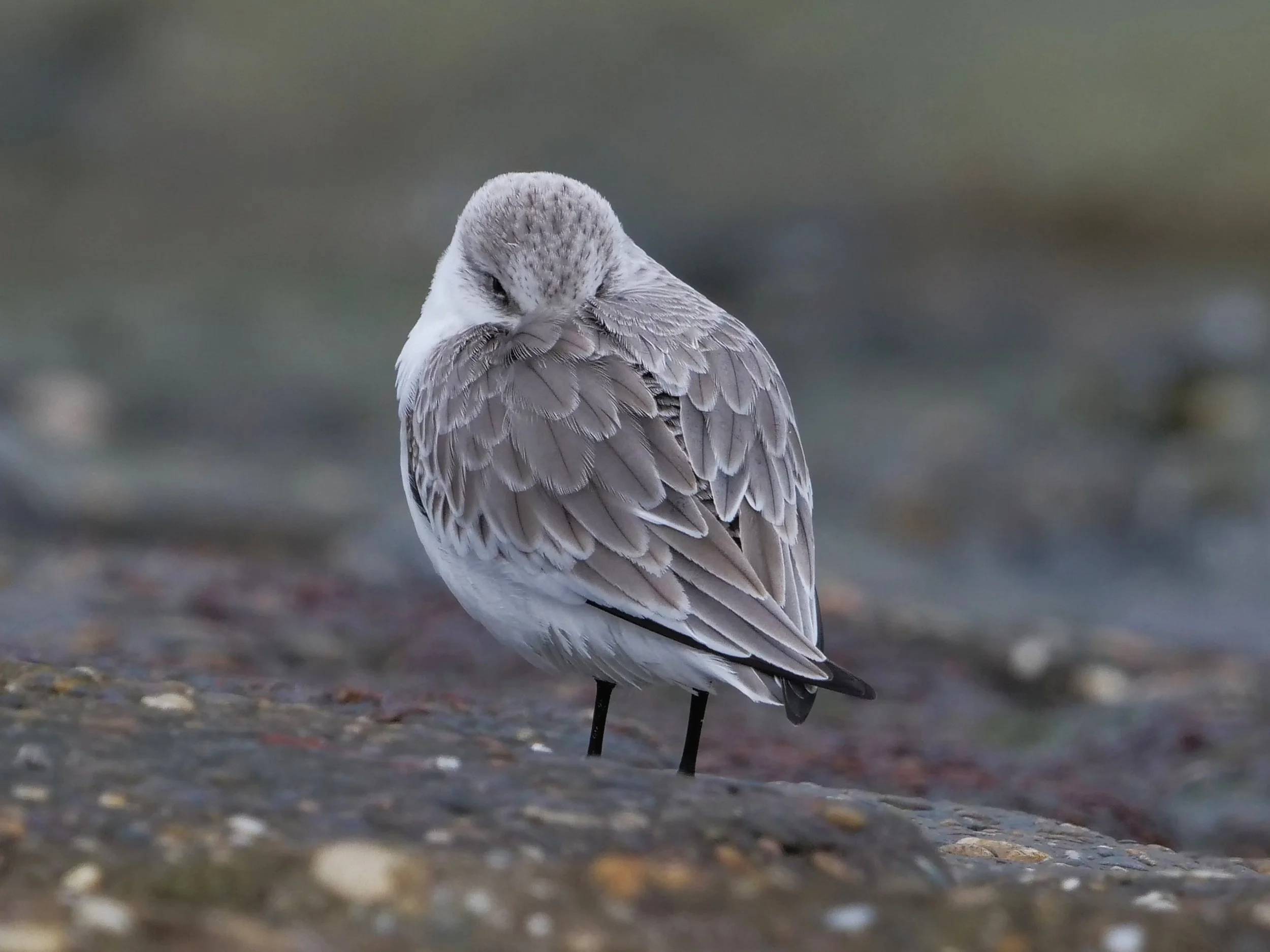 sanderling P1386702.jpg